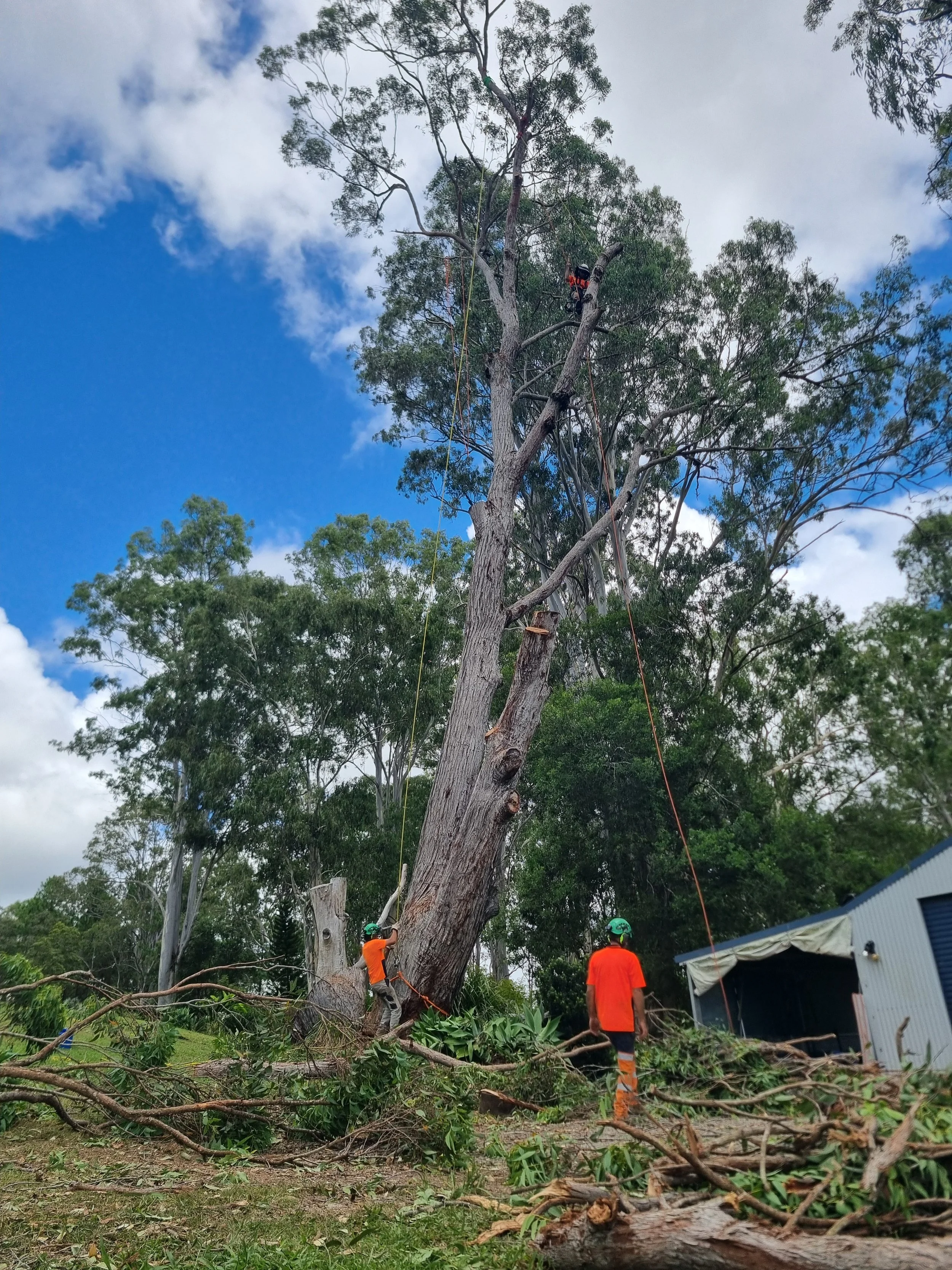 Tree climber removal ropes rigging coffs harbour grafton arborist
