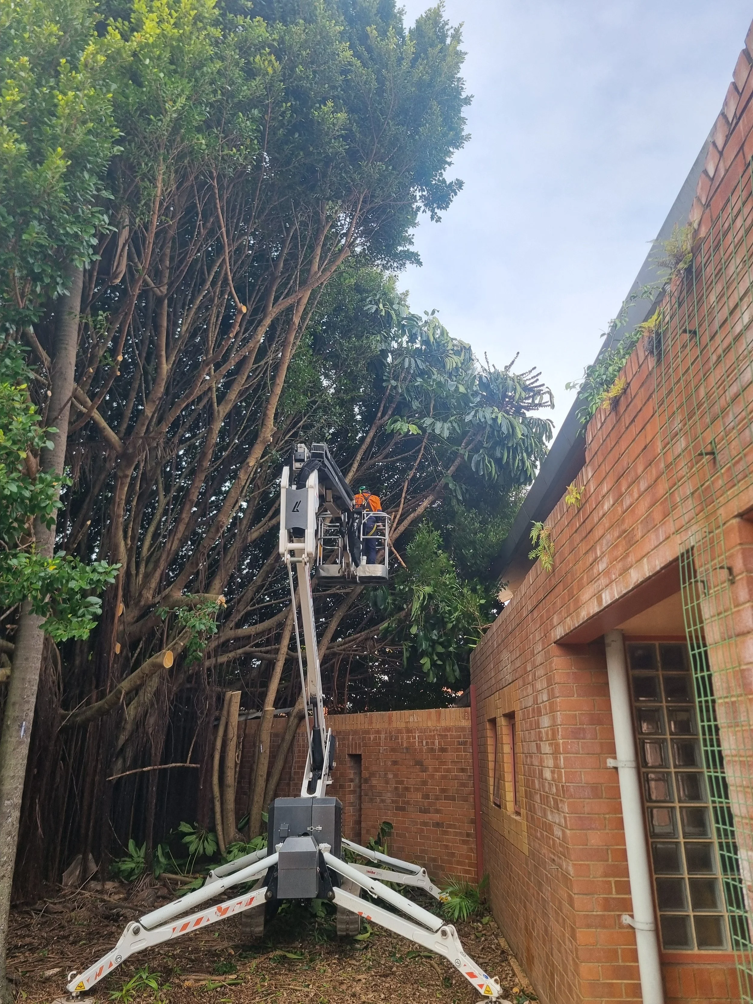 EWP, tight access, arborist.