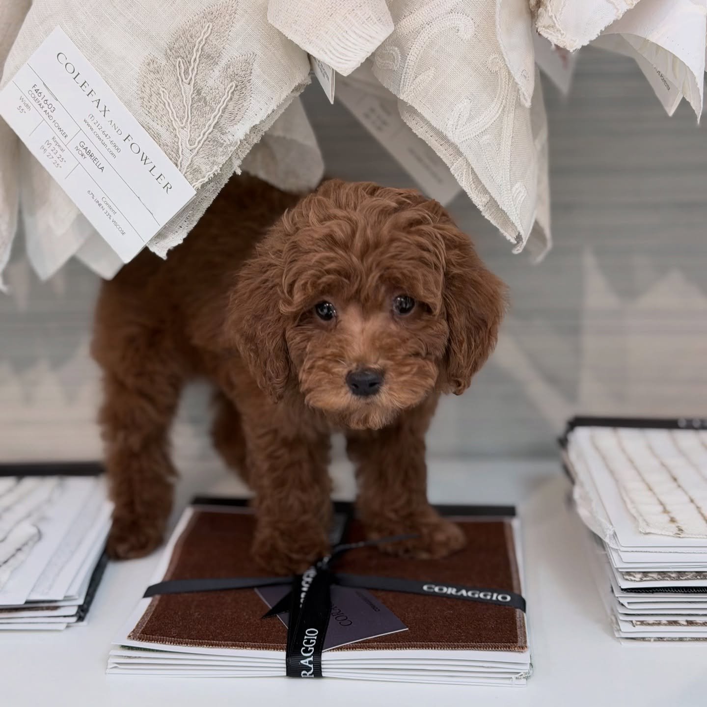 Hello, I&rsquo;m Lola ☕️
Head of @edithhoft showroom elegance.
Tea cup poodle on duty &mdash; making sure everything is perfectly in order.