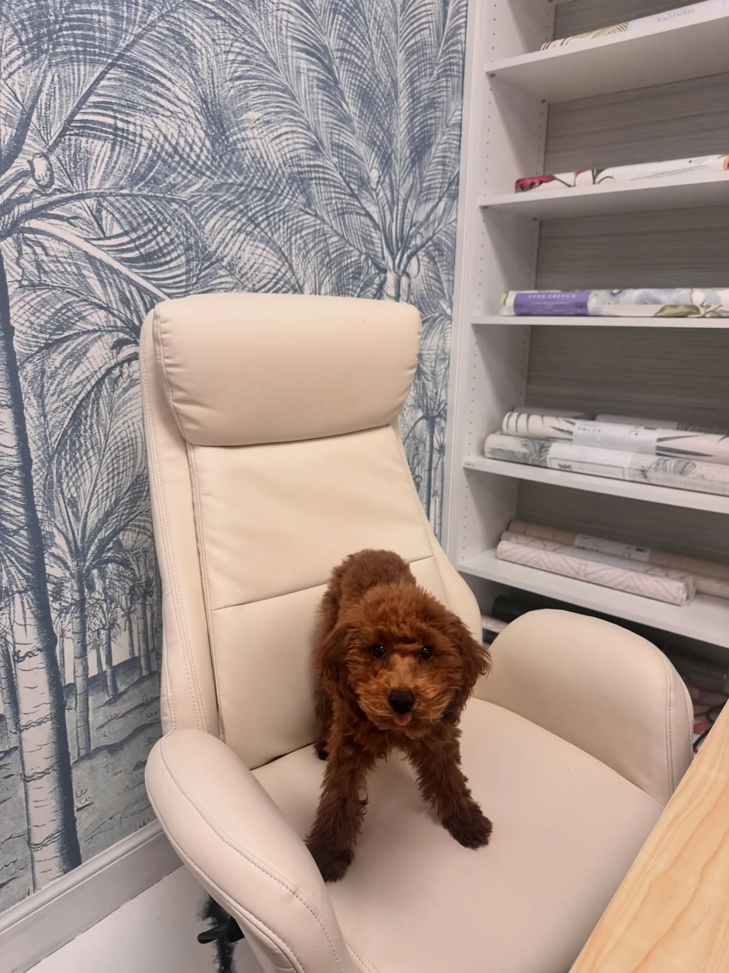 Naples Wallpaper recommends Stop by the Edith Hoft showroom and get inspired! Your dream interior starts with the right wallpaper, custom window treatments and paint. #edithhoft