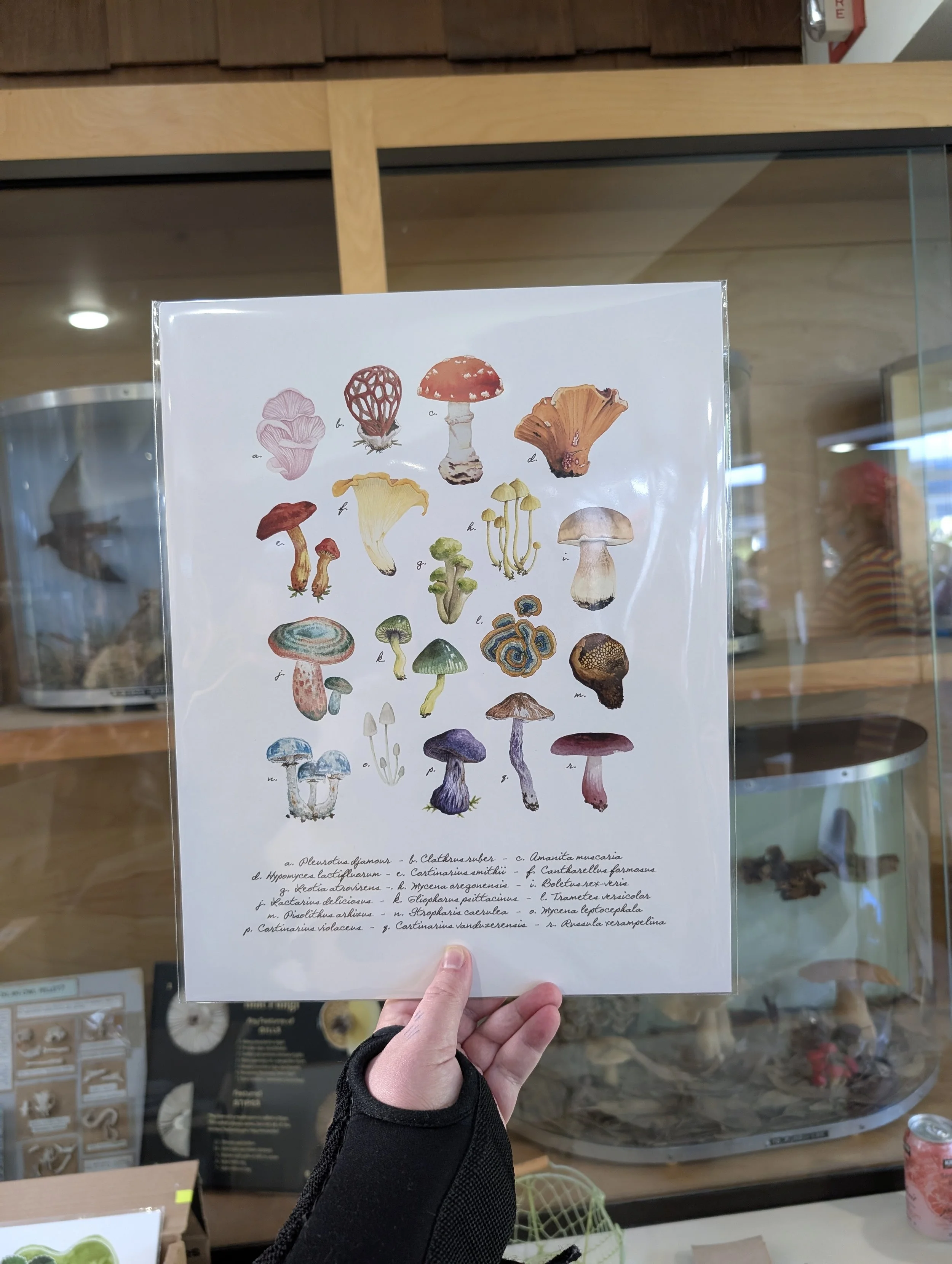 Biodiversity Mushrooms in sleeve.jpg