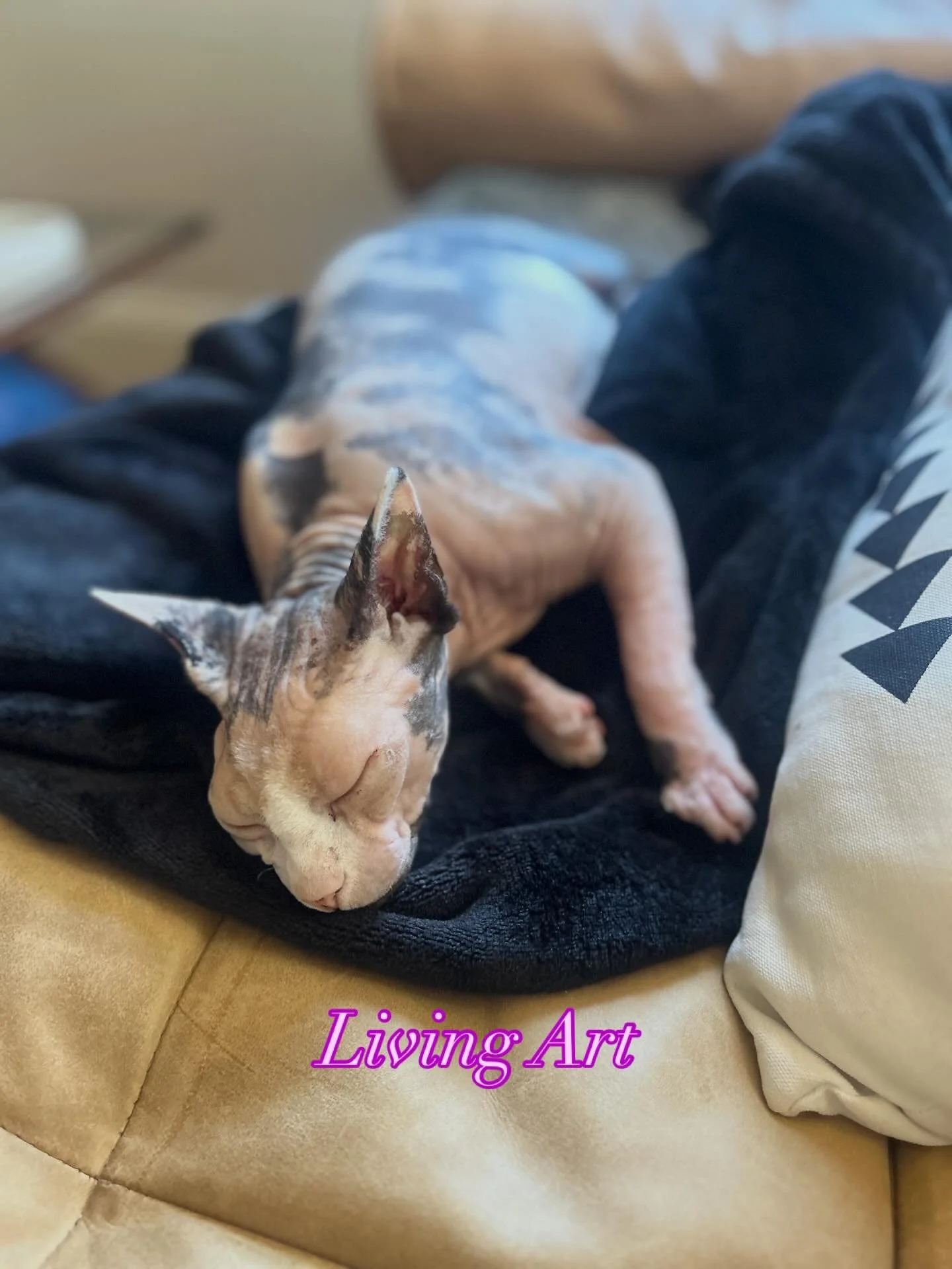 @kusamathesphynx is always inspiring our design ideas. Tough job. #sphynx #sphynxcat #kusama #avantgarde