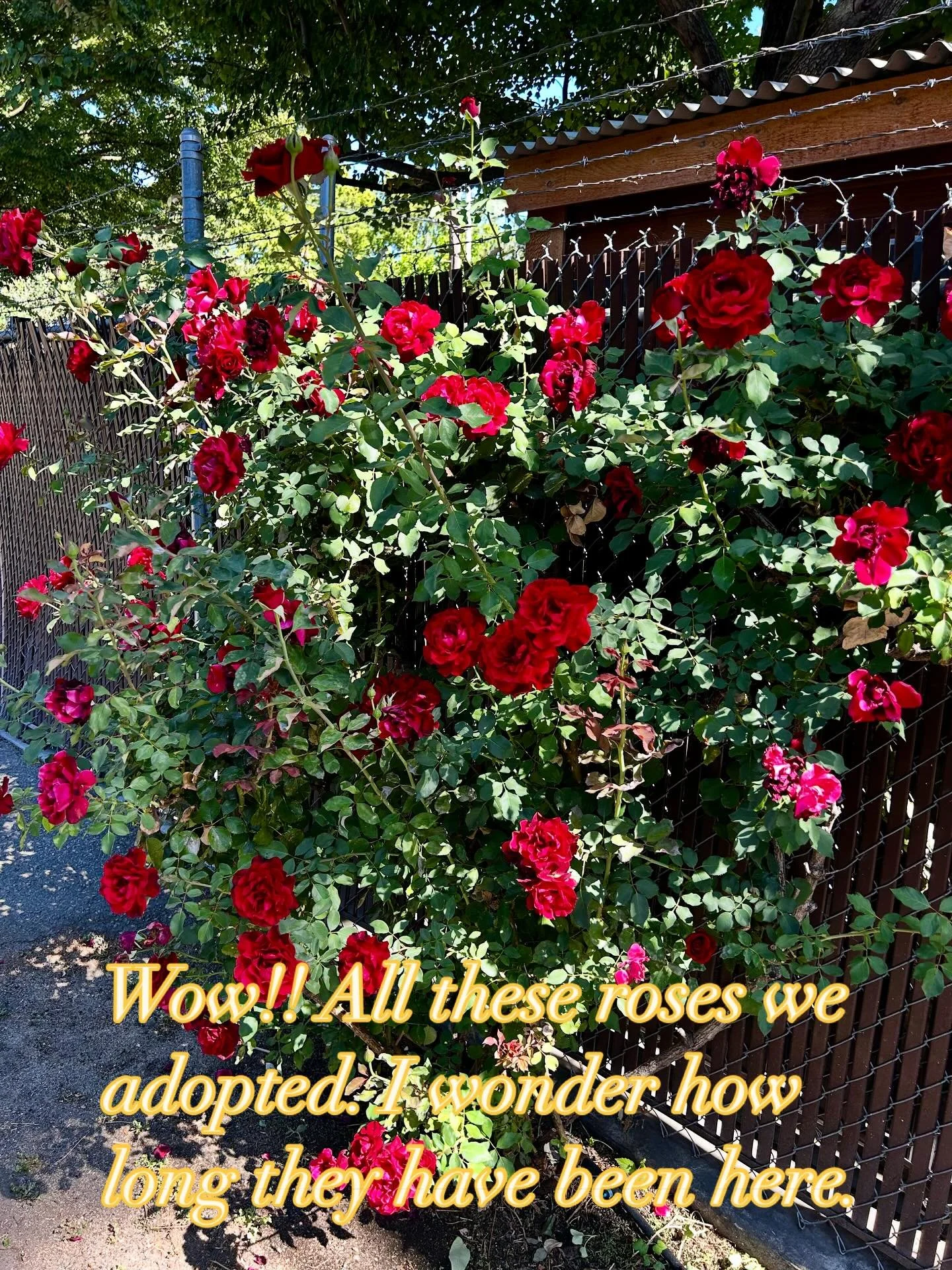 We never imagined we would adopt a family of rose bushes. But when they come with the house, ya gotta do it. They will look great on the tables! #rosebush #sacramentoroses #historichouse  #southsideparksacramento