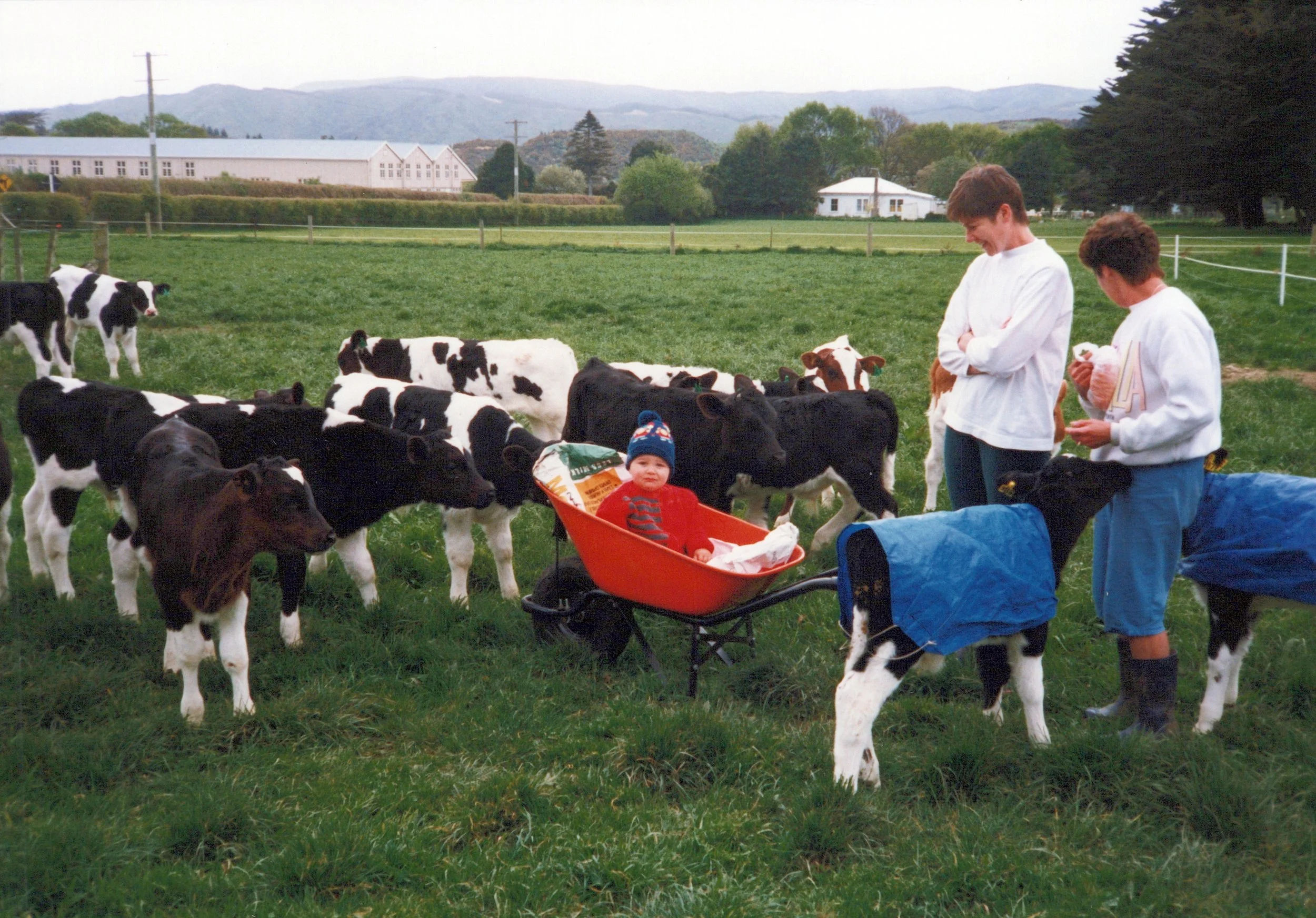Two children and a toddler in a red wagon on a green farm field, surrounded by black and white calves and boned cows, with a farm and hills in the background.