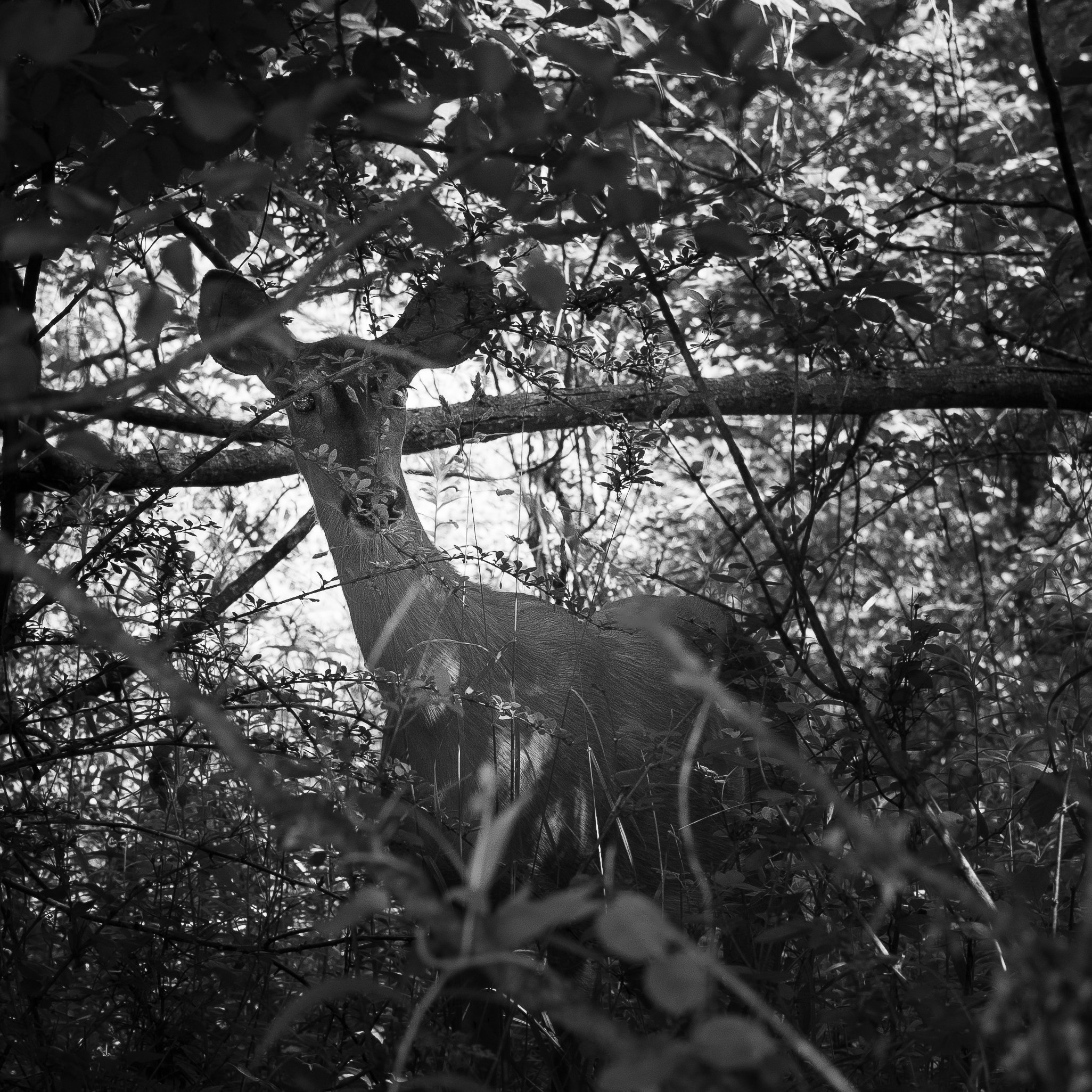 _DSC4510.jpeg
