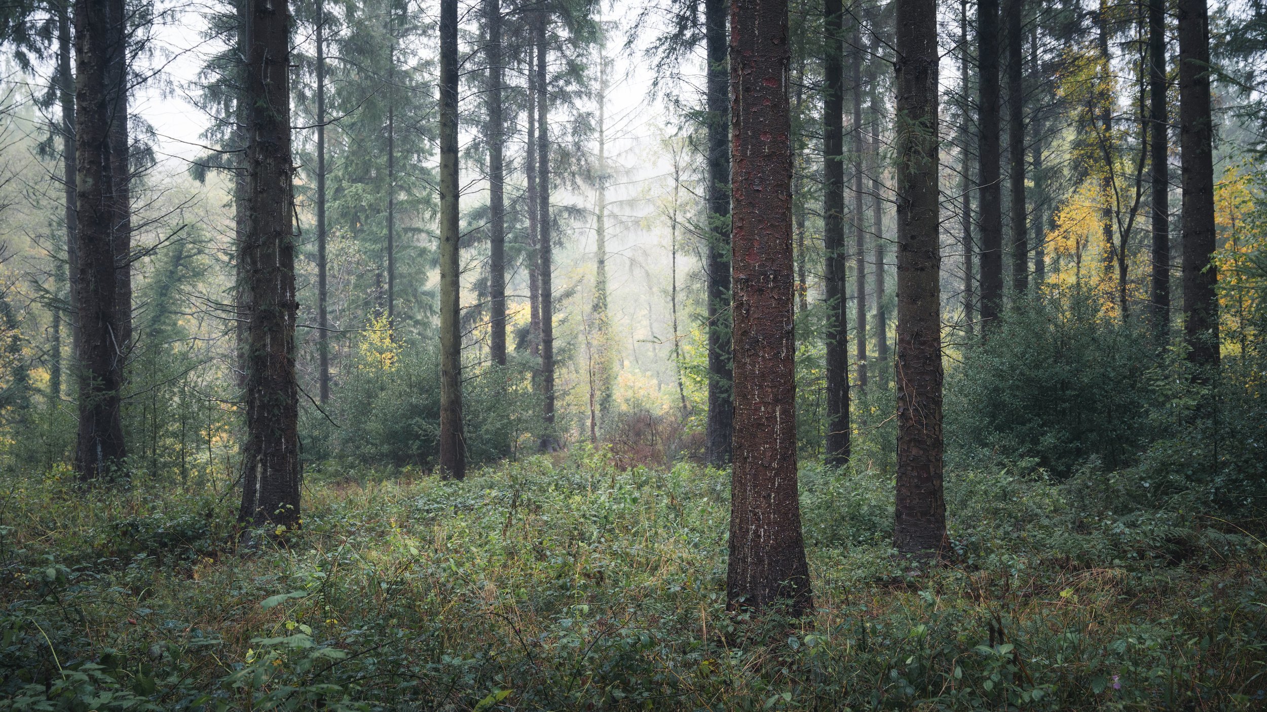 The Clearing.jpg
