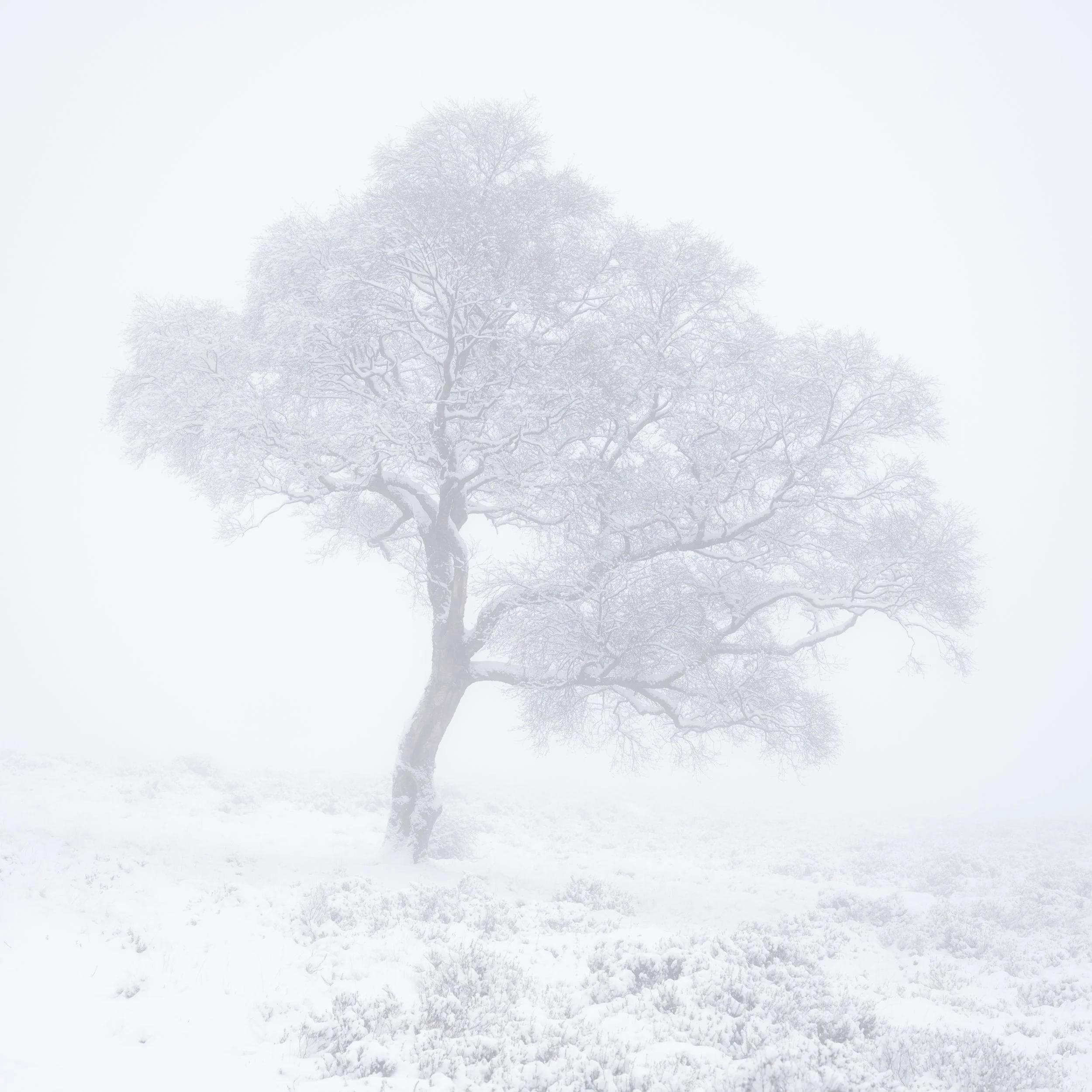 Waiting for the Snow.jpg