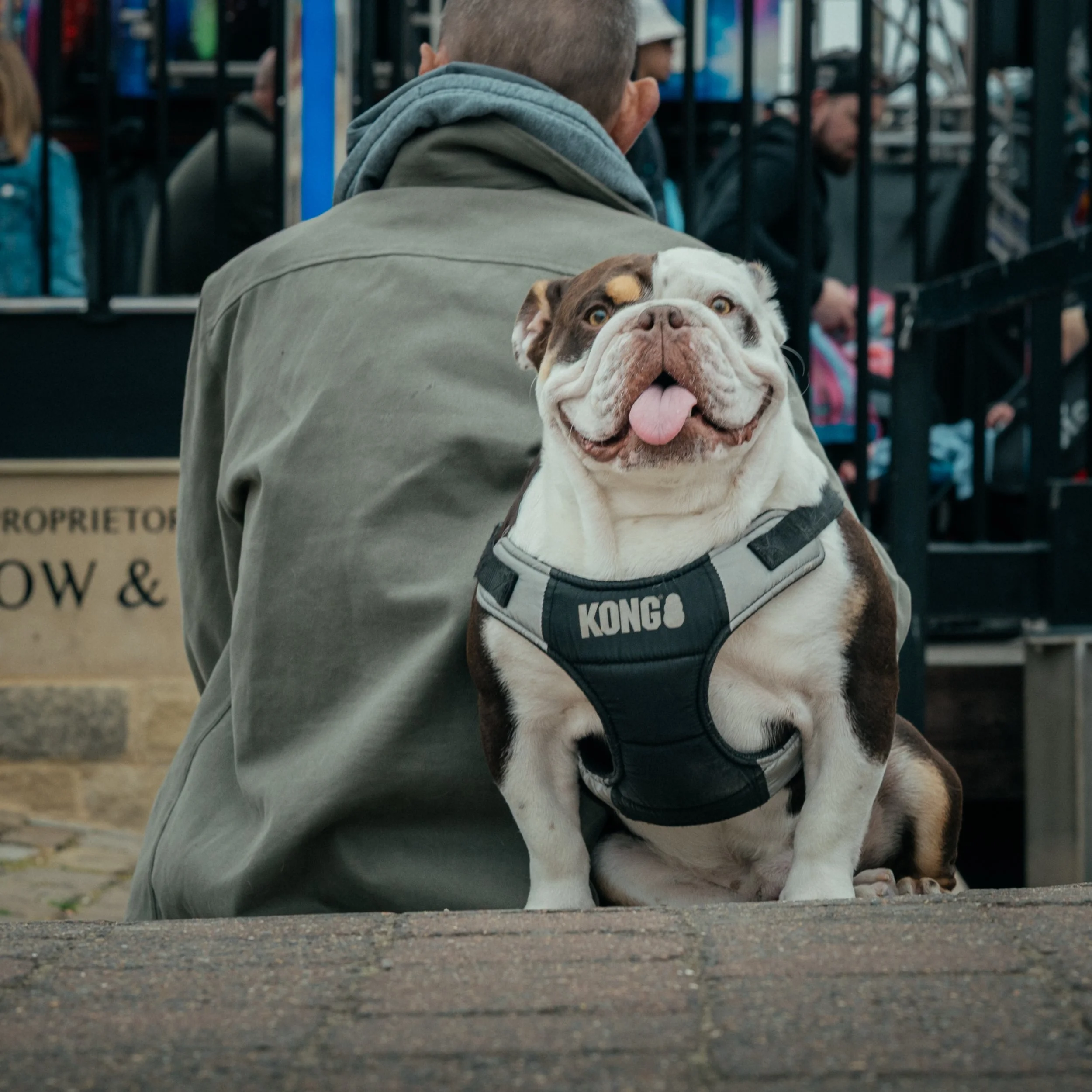 Bulldog.jpg