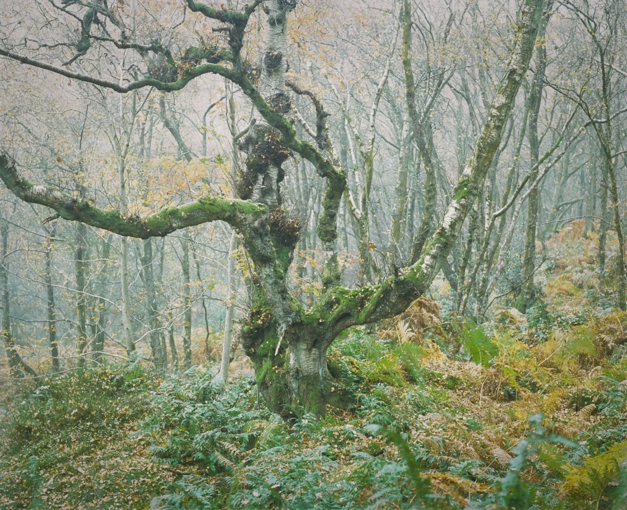 Guisecliffe tree 2 Large.jpeg