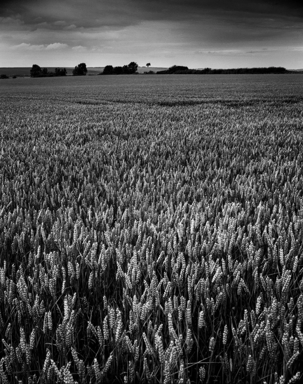 Towton Battlefield Large.jpeg