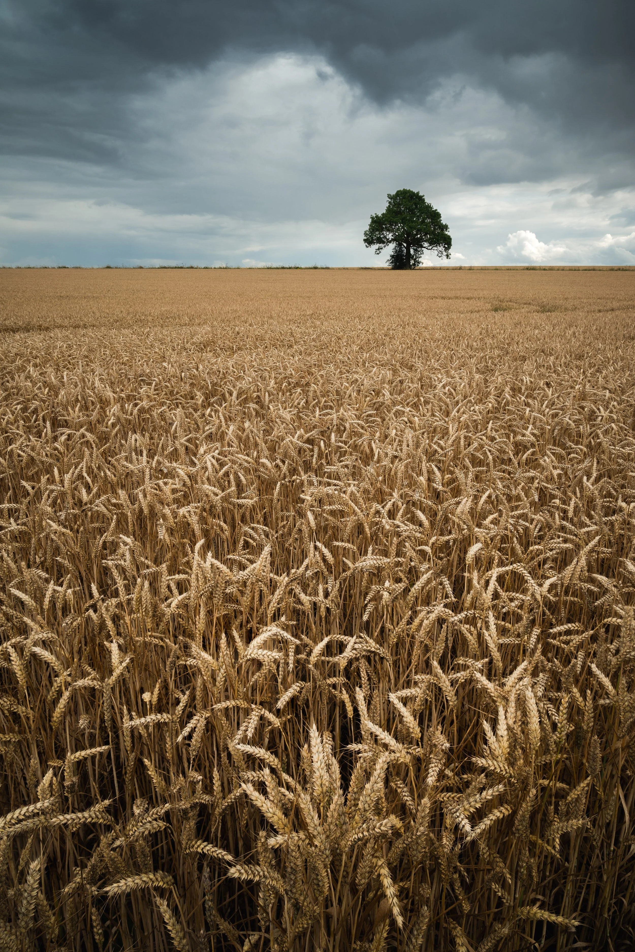 Towton Battlefield.jpg
