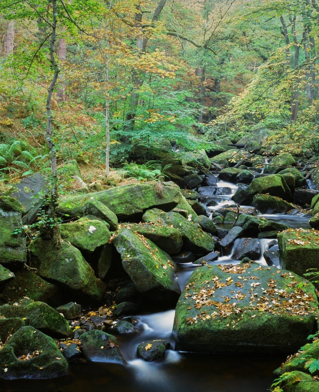 Burbage Brook copy 2 Large.jpeg