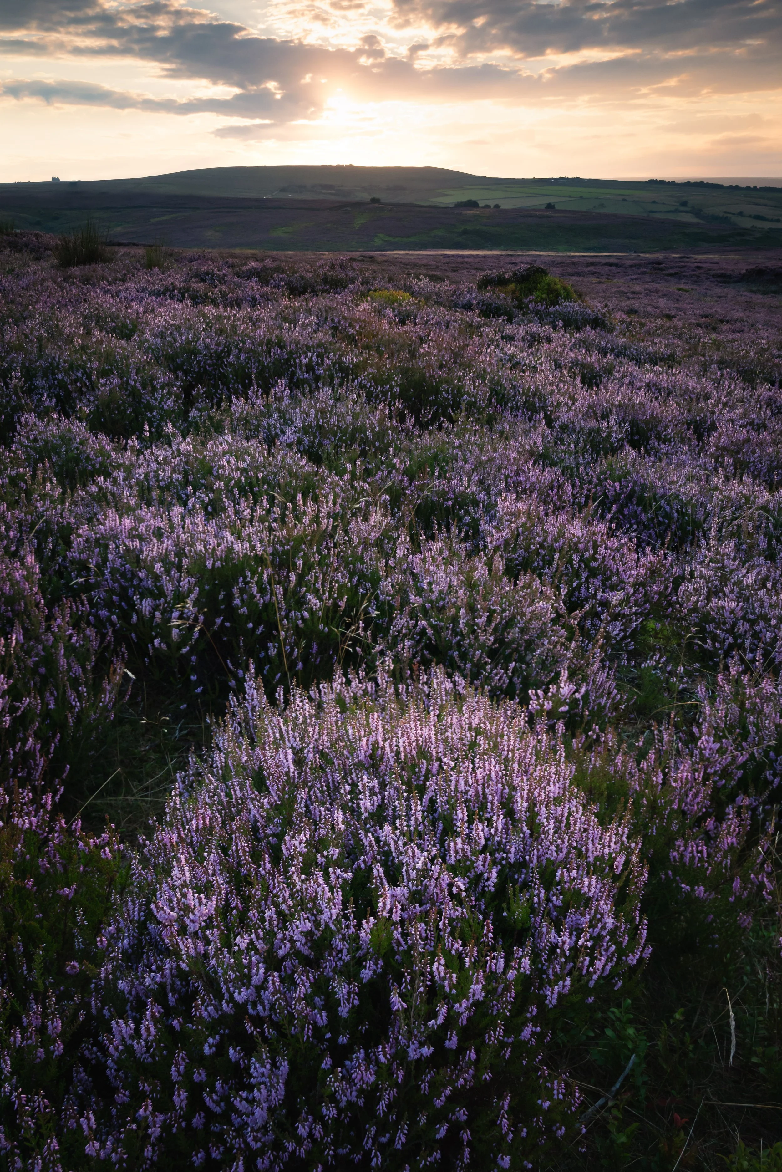 Nidderdale Heather.jpg