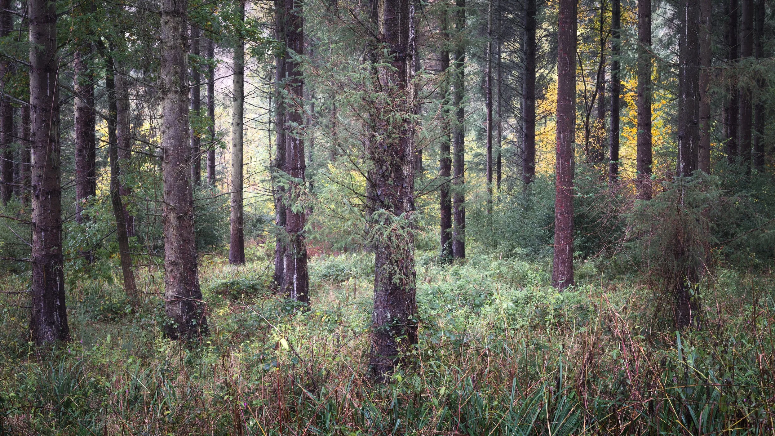 Nidd Gorge Pines.jpg