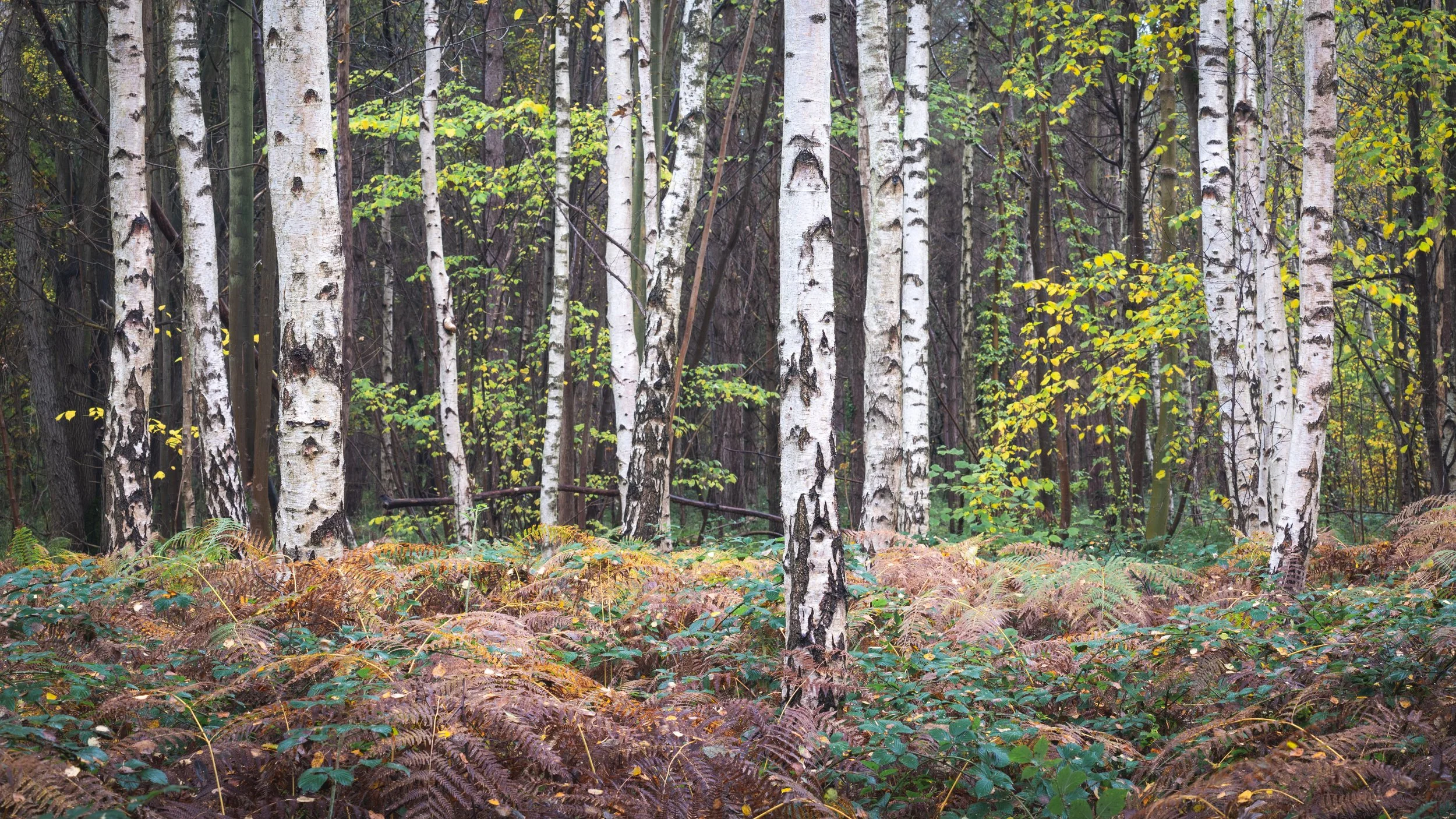 Birches of Bishop Wood.jpg