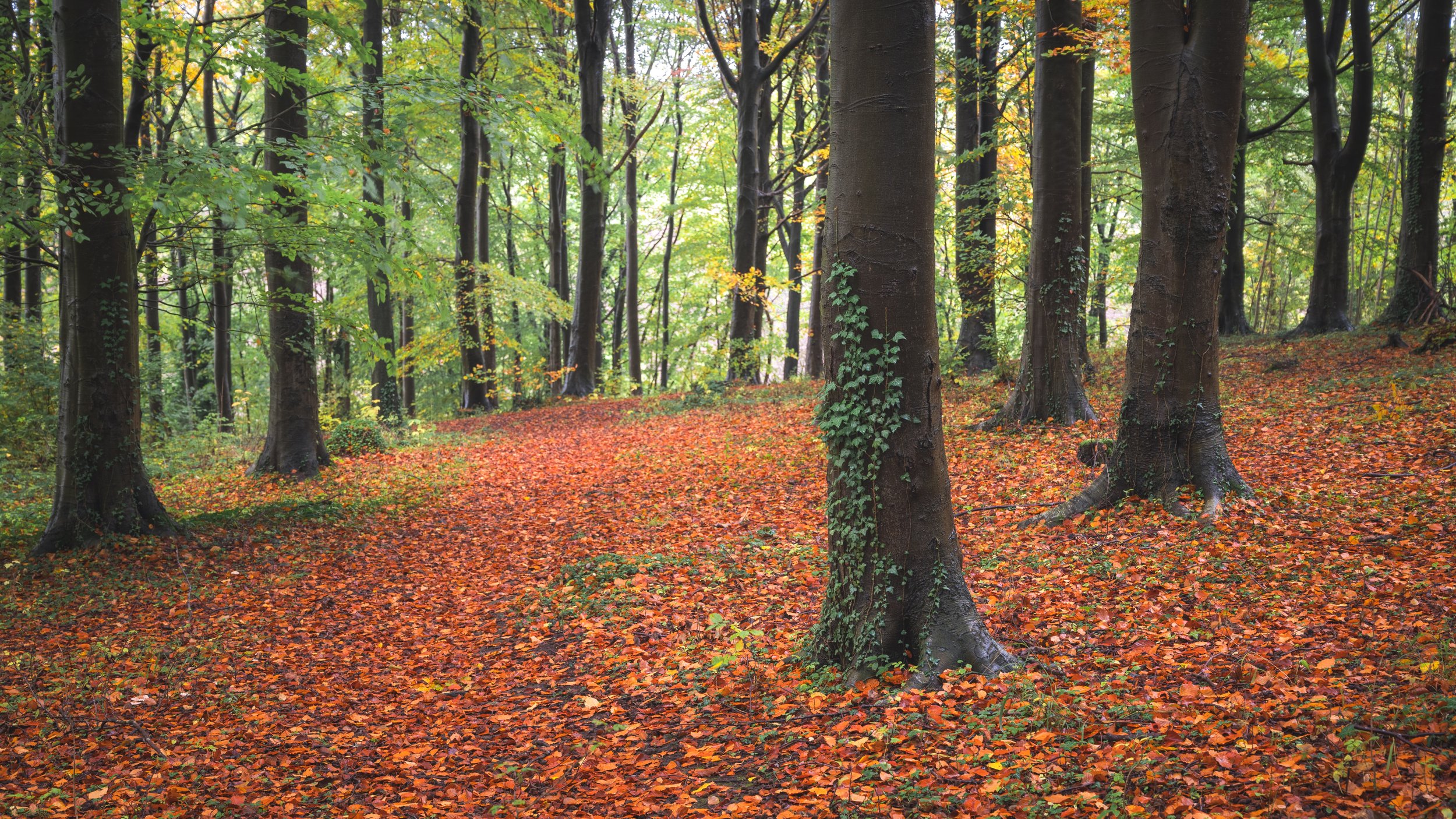 Newton Wood.jpg
