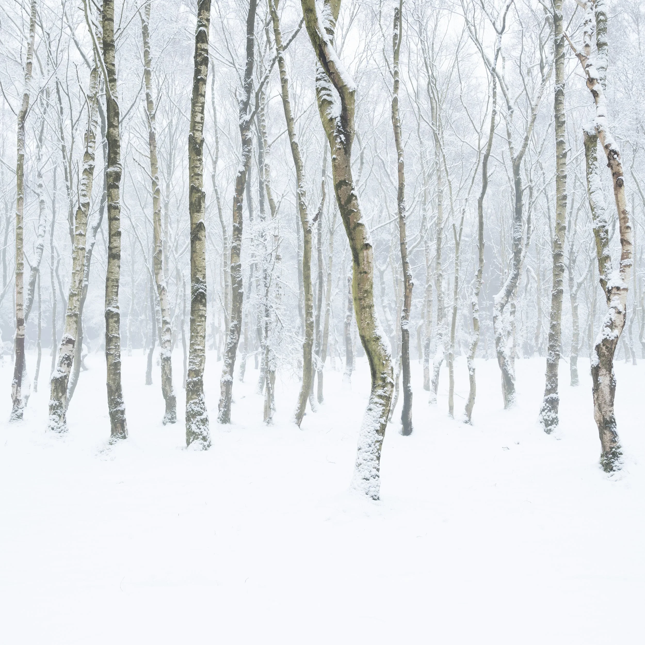 Silver Birches in the Snow.jpg