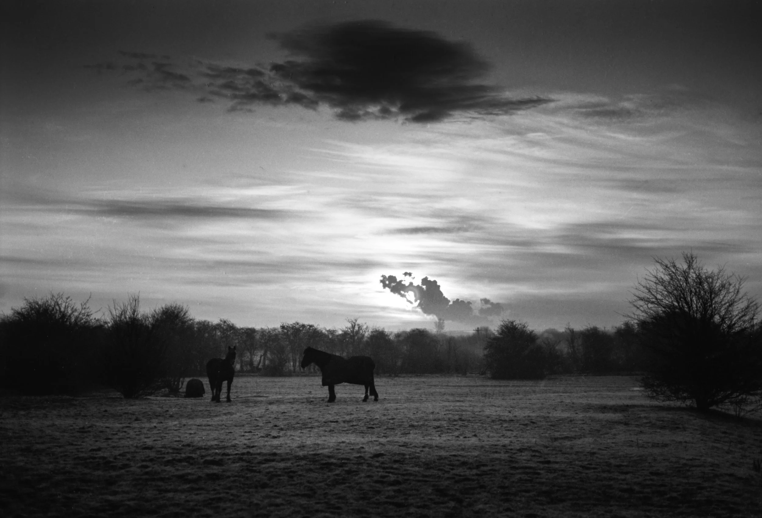 Horses in Mist-Edit.jpeg