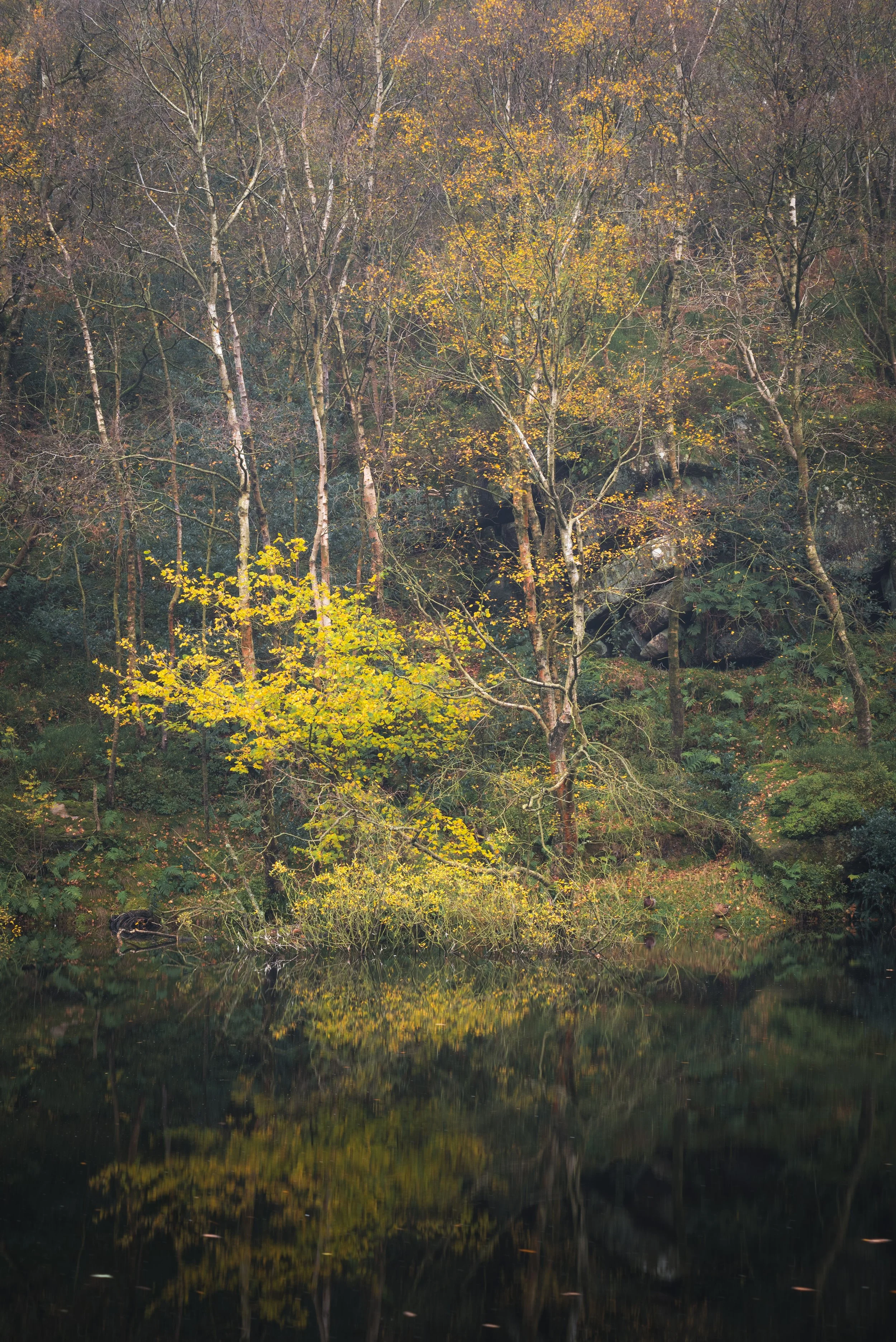 Autumn Tarn.jpg