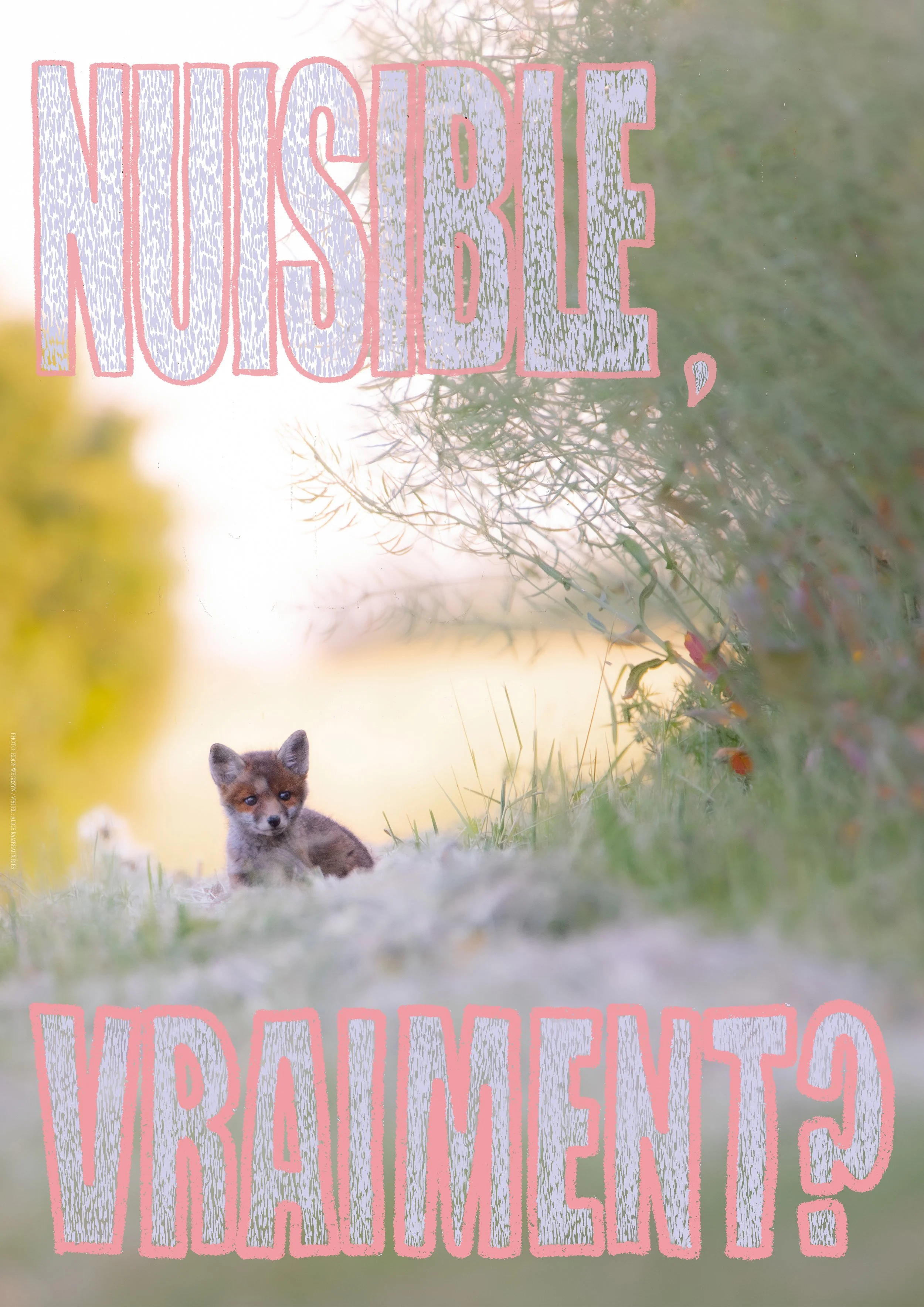 Renard Nuisible 3.jpg