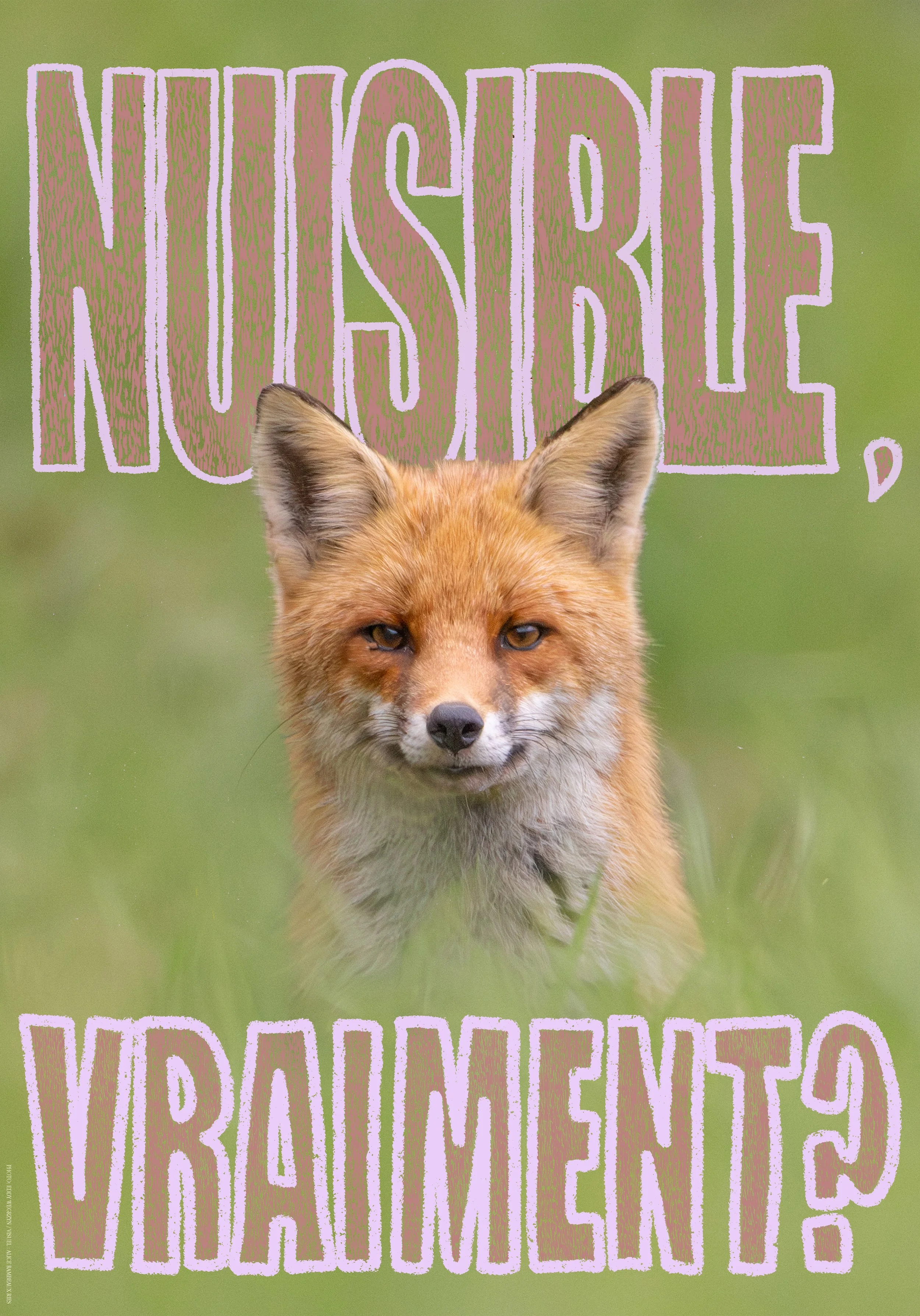 Renard Nuisible 1.jpg