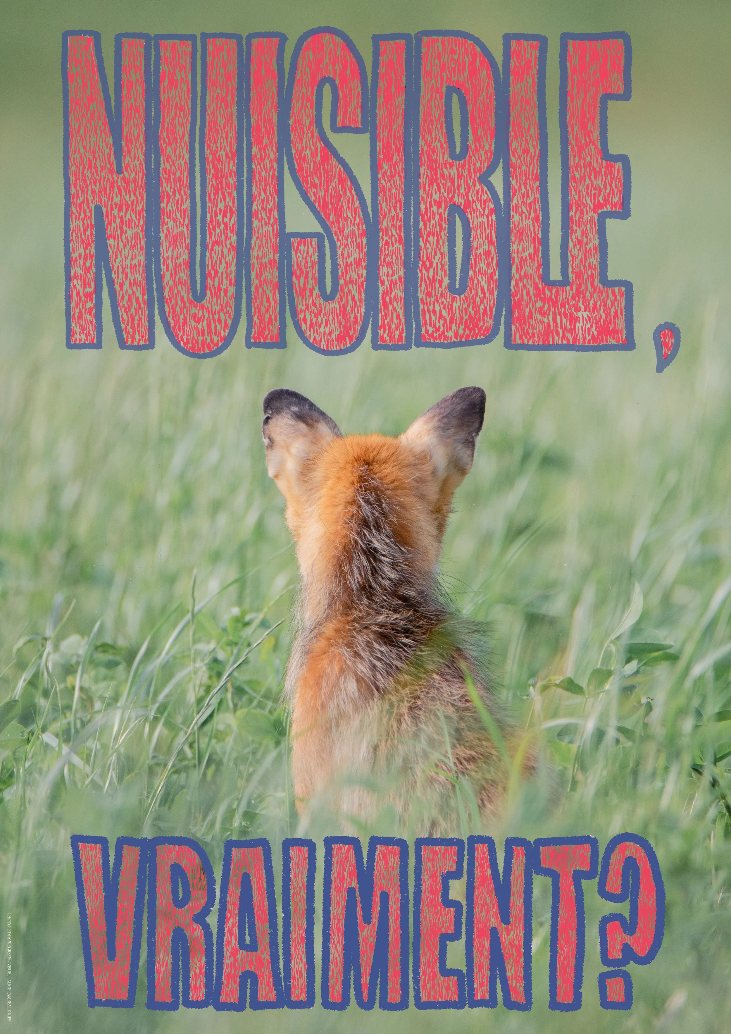 Renard Nuisible 4.jpg