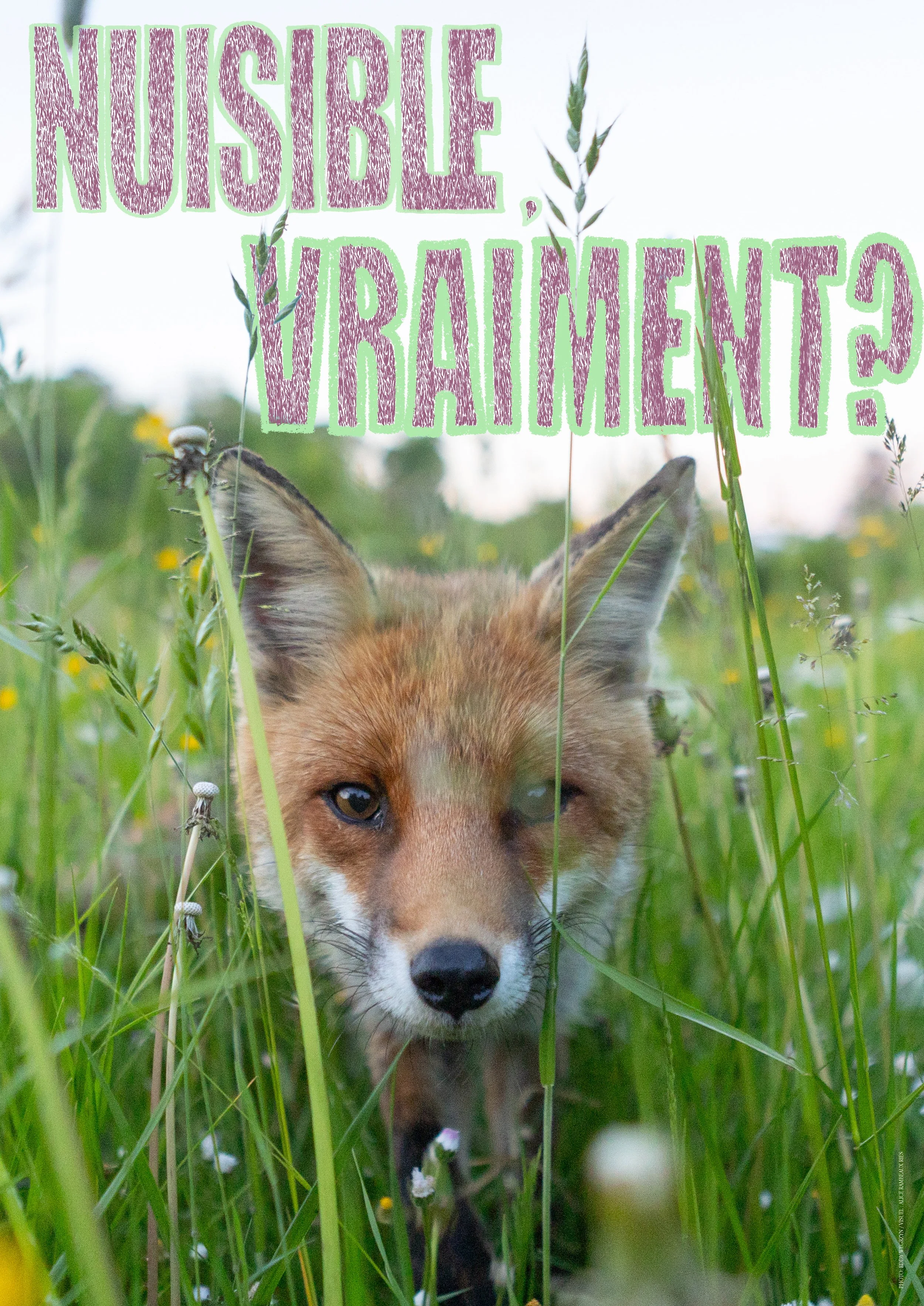 Renard Nuisible 5.jpg