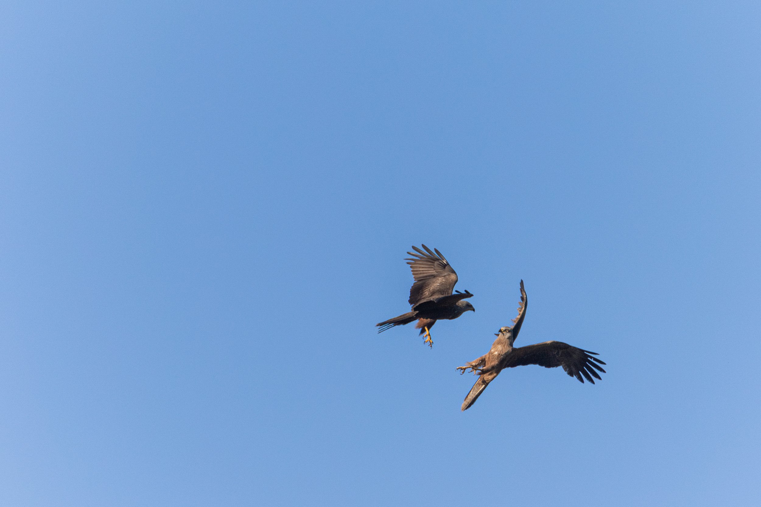 Projet Vulpes Af (1)-Avec accentuation-Bruit.jpg