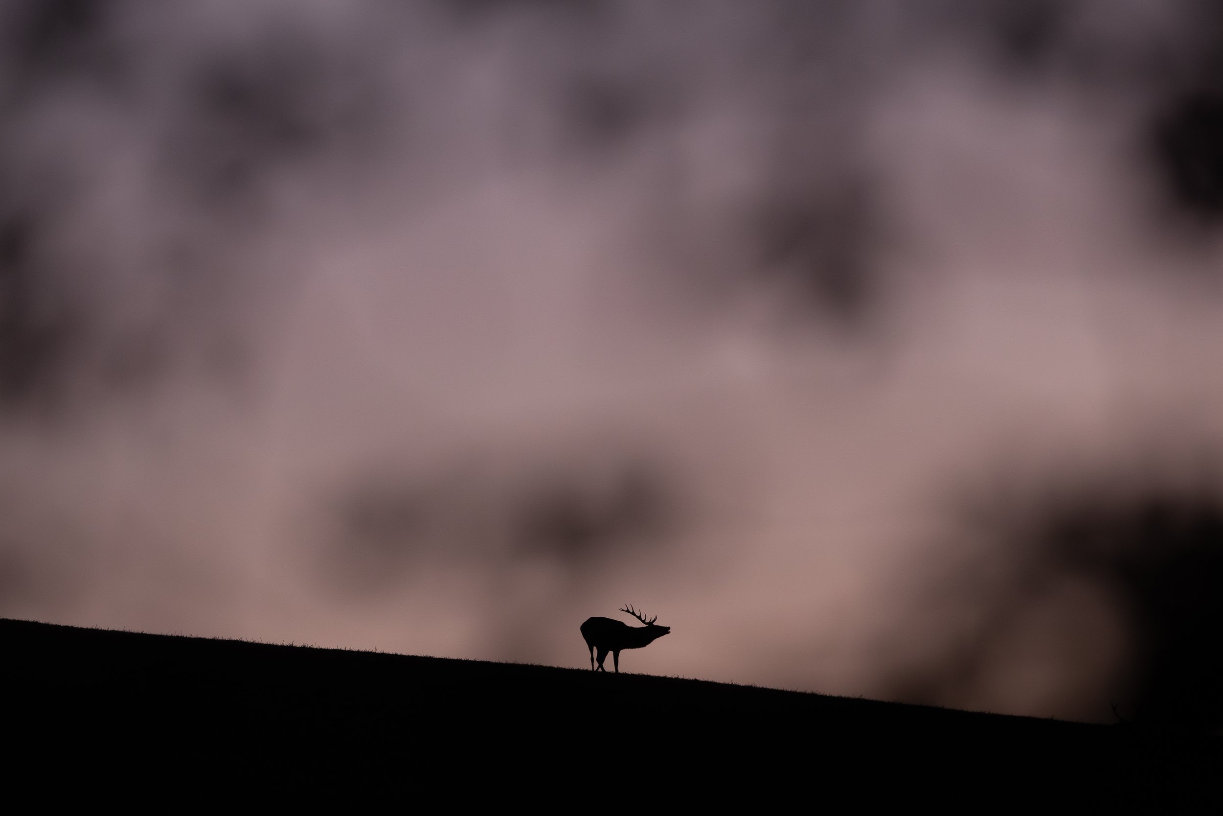 _EGZ0710.jpg