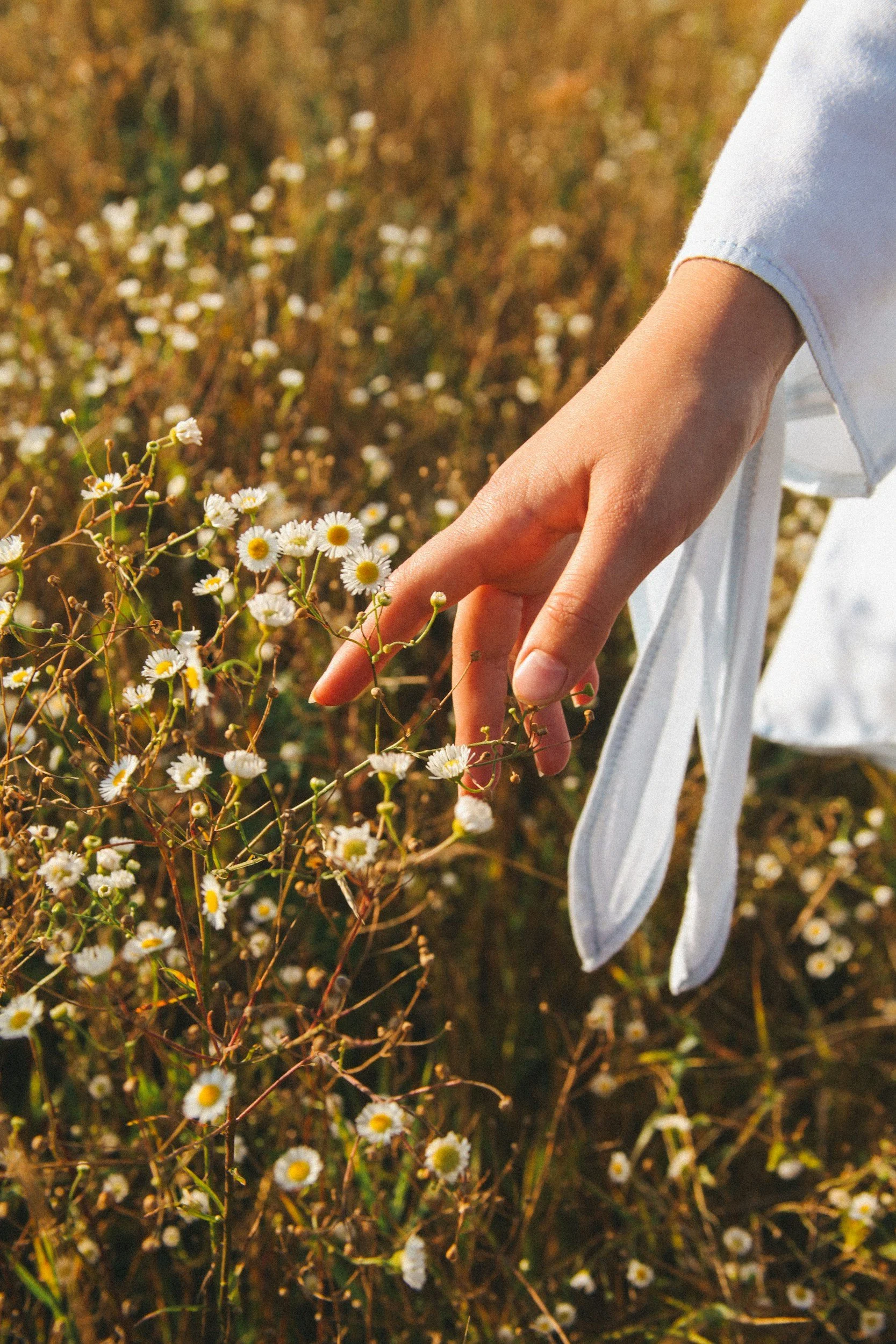 Field of daisies.