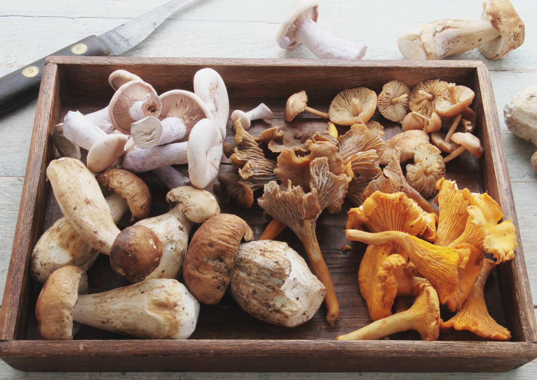 Sunbake your ‘Shrooms for Vitamin D