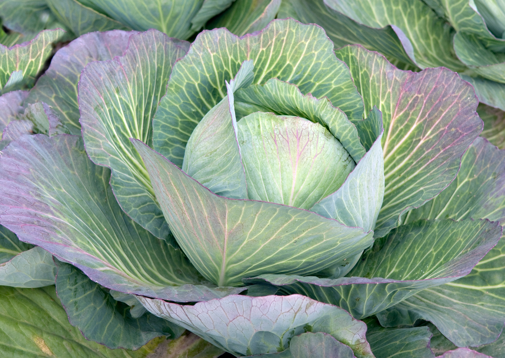 What’s a Brassica?