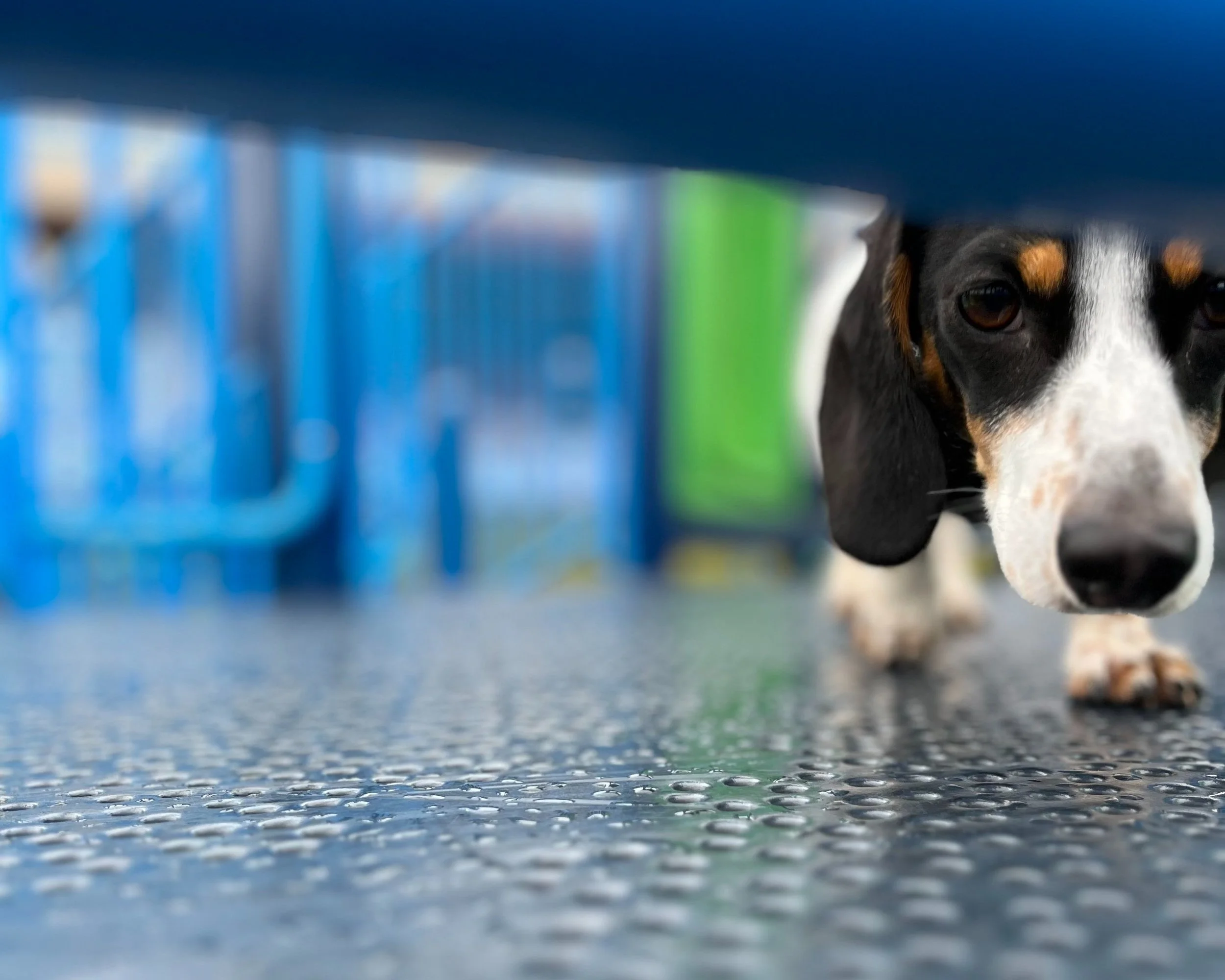A curious dog peeking under a blue bench on textured ground.