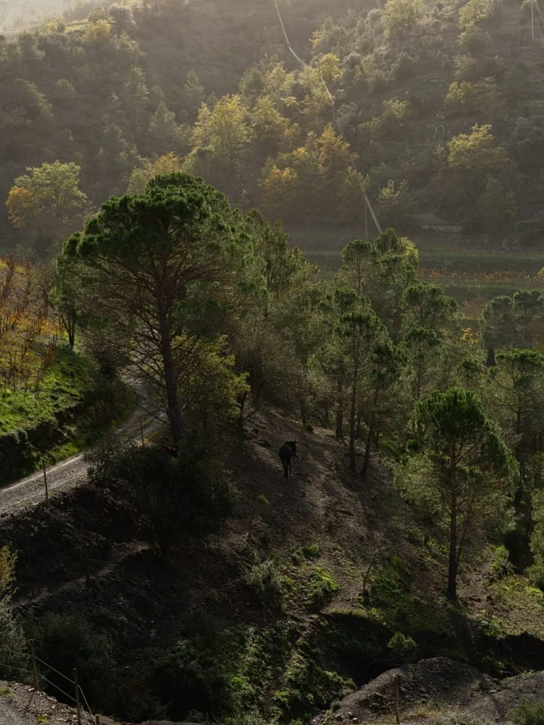 carames-priorat-web-67-768x1024.jpg
