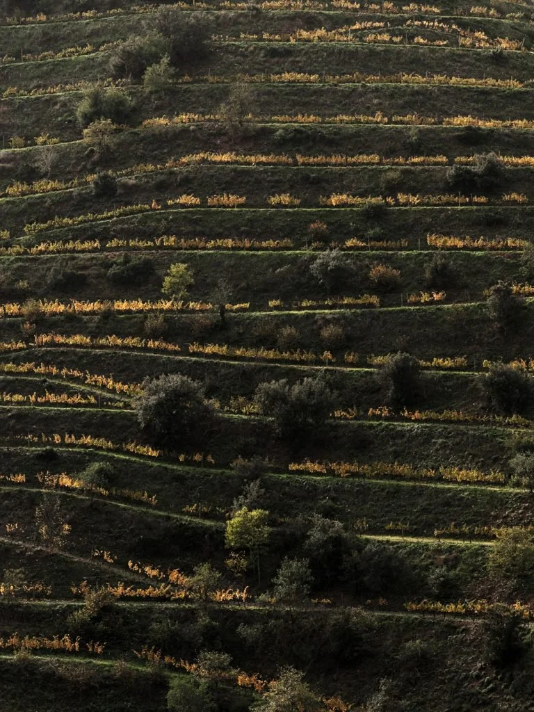 carames-priorat-web-65-768x1024.jpg