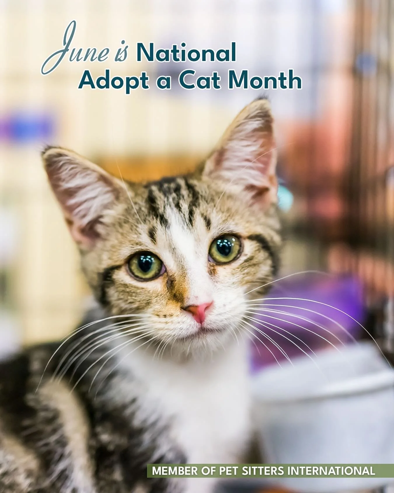 June is National Adopt a Cat month because it coincides with &ldquo;kitten season,&rdquo; the time of year when shelters receive an overwhelming influx of newborn kittens and cats.
This special month serves as a crucial awareness campaign to:
-encour