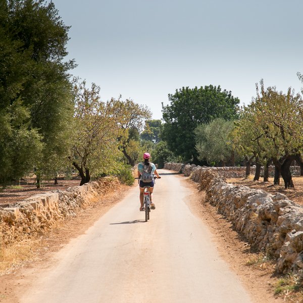 Cycling on a small road through an olive grove