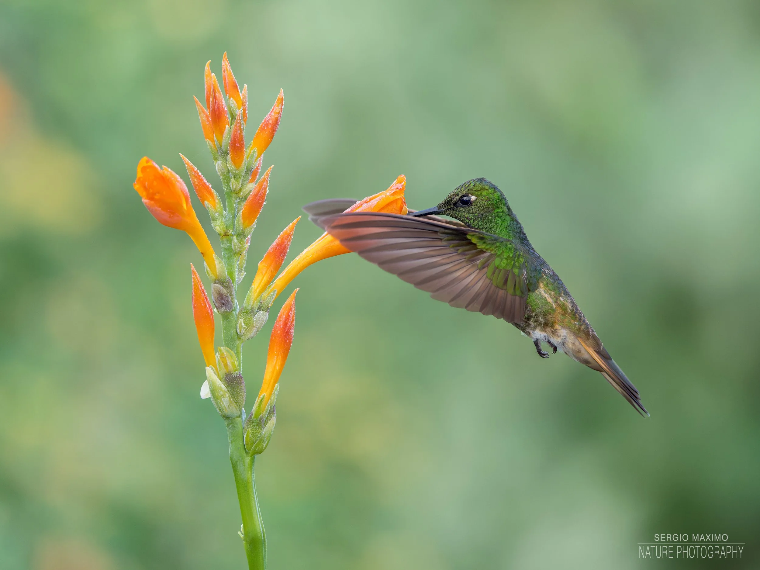 Iridescent Ascent
Buff-tailed Coronet, Tandayapa – Ecuador
In the high Andean páramo near Antisana, this Great Sapphirewing startled us with its sudden flight, hovering close before feeding on wildflowers scattered by the wind. A flash of deep sapphi