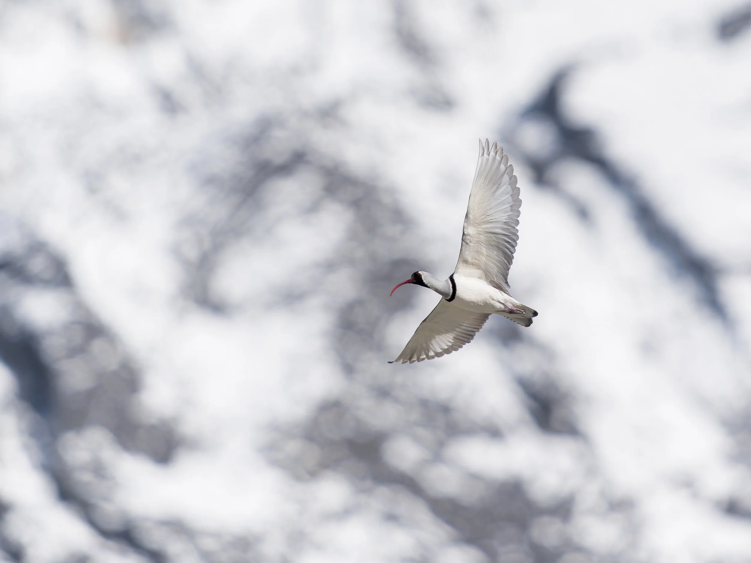 Wings Over the White Giants
Ibisbill, Langtang valley – Nepal
A lone Ibisbill soars across the crisp Himalayan sky, its wings cutting through silence as snow-clad peaks stand timeless in the background. A fleeting moment of wild grace, captured at al