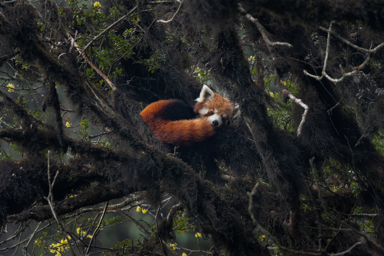 Red Panda 79.JPG