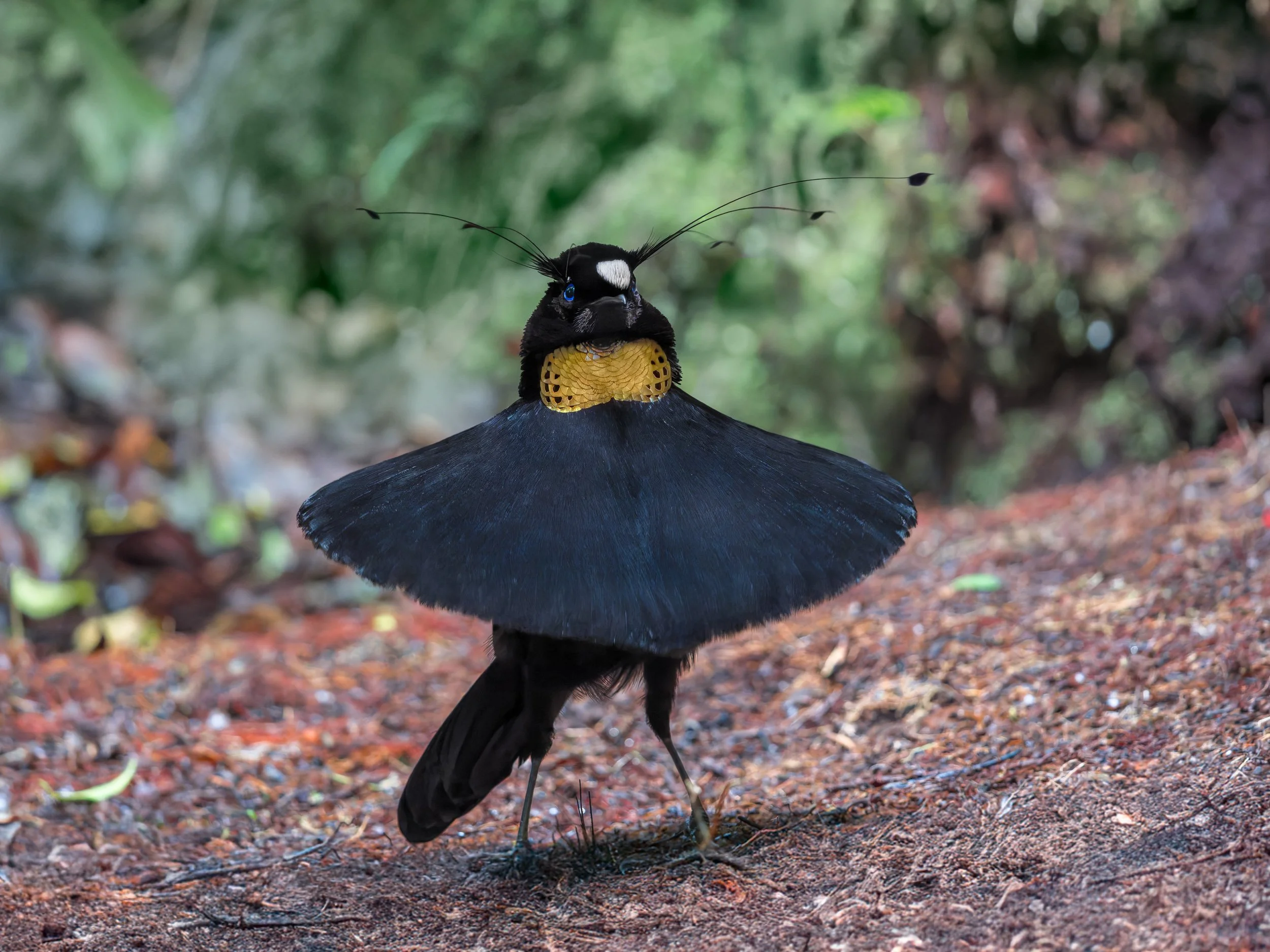 The Forest Dancer
Western Parotia, Arfak mountains – New Guinea
In the misty highlands of the Arfak Mountains, a male Western Parotia performs his elaborate courtship dance, spreading his iridescent plumes and moving with precision in a silent forest