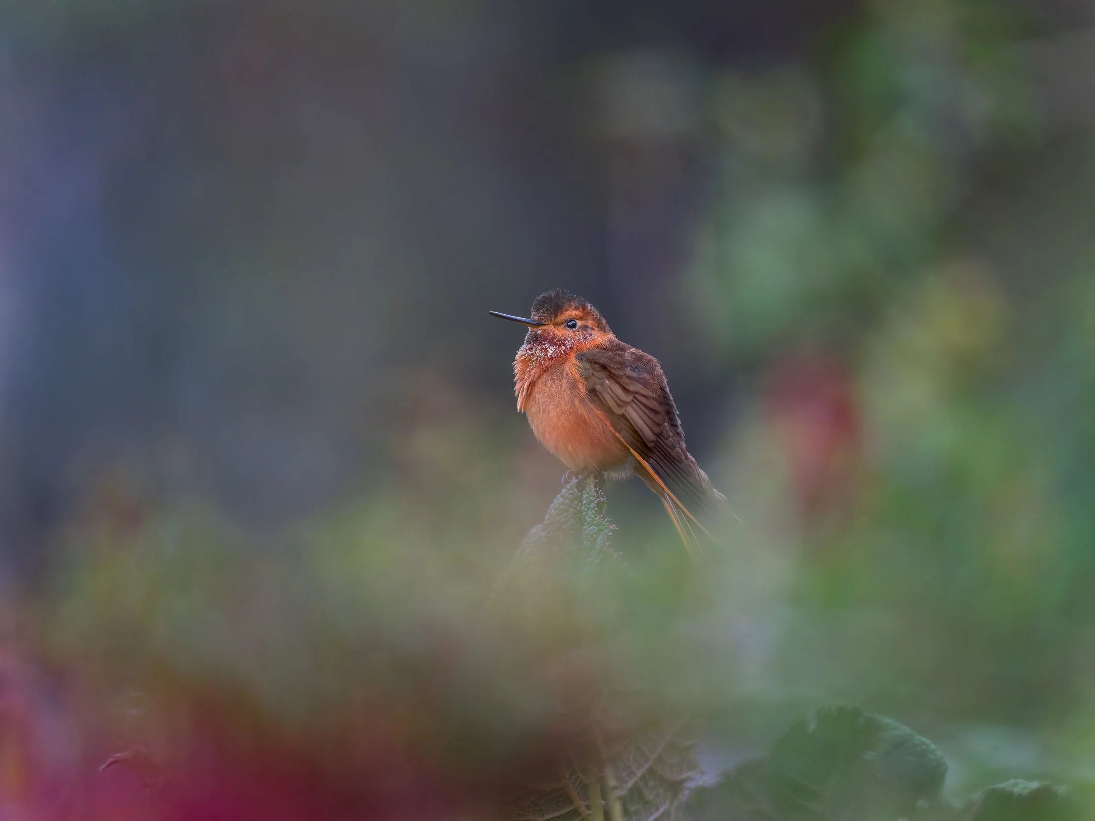 Hummingsbirds