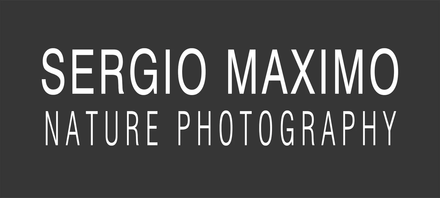 Sergio Maximo nature photography