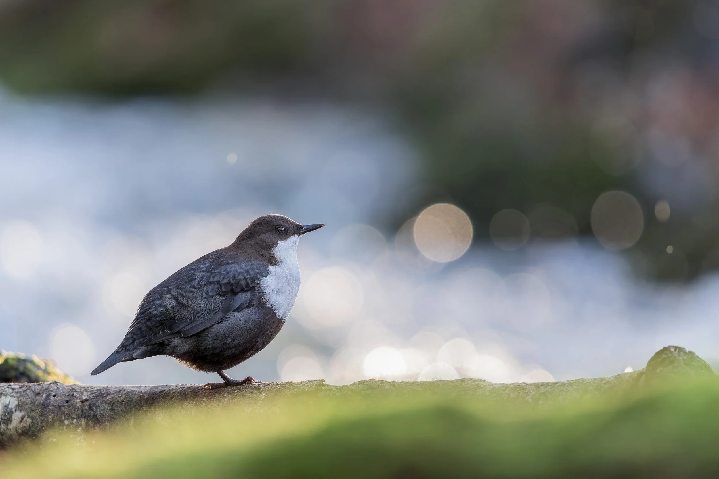 White-throated Dipper 7522.JPG
