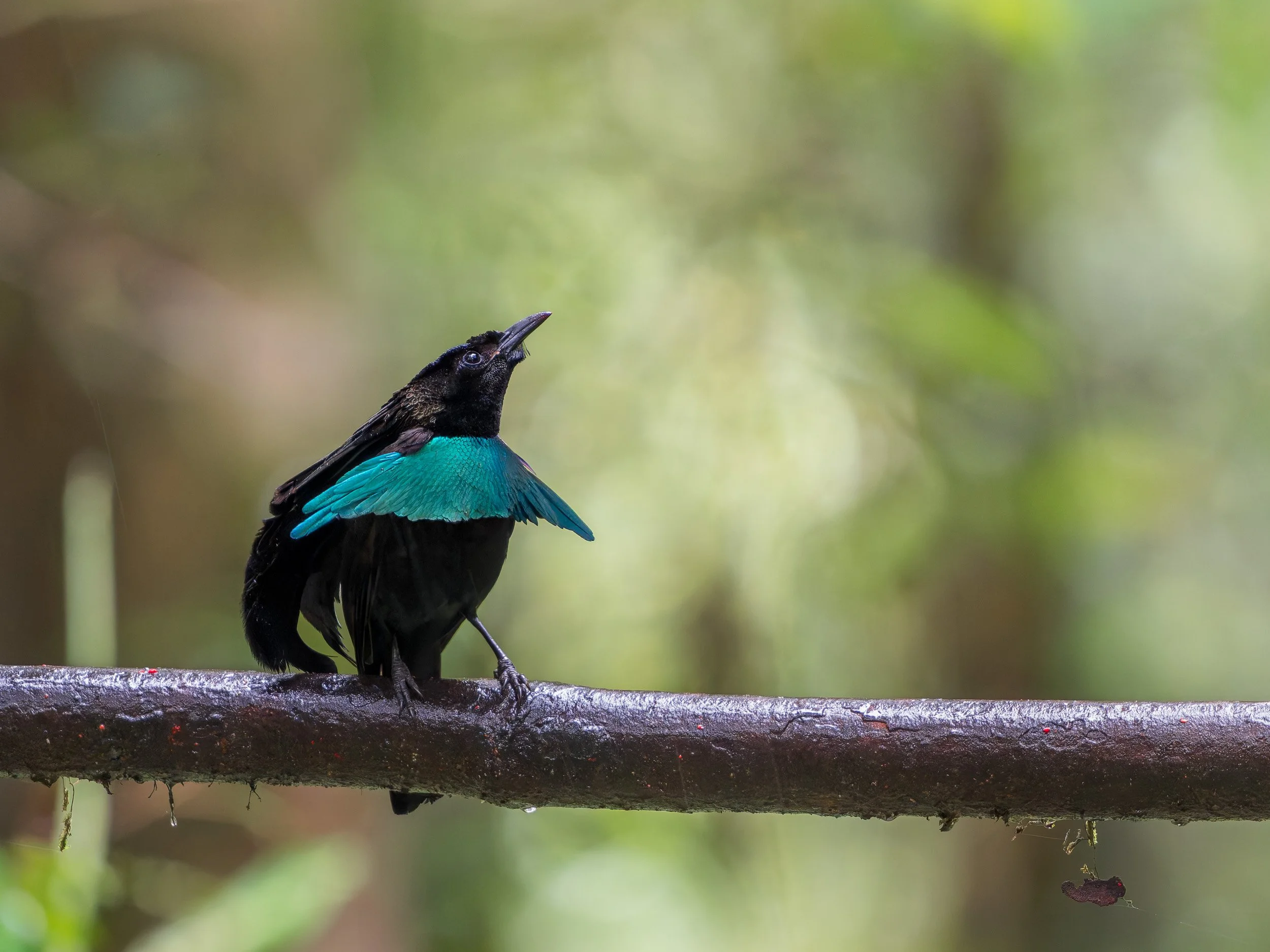 Tail of Light
Vogelkop Lophorina, Arfak mountains – New Guinea
Perched in stillness at 2,000 meters on the eastern slopes of the Andes, this Long-tailed Sylph revealed its full iridescent brilliance. In a fleeting moment of calm, its vibrant colors s