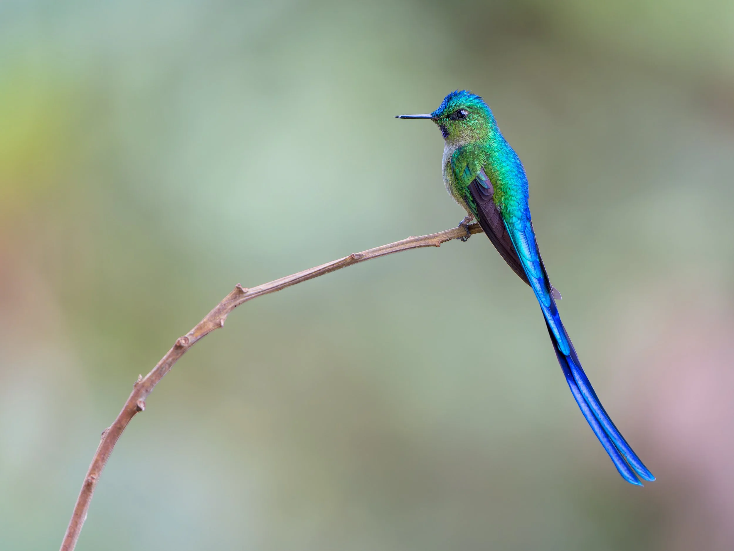 Tail of Light
Long-tailed Sylph, Guacamayos – Ecuador
Perched in stillness at 2,000 meters on the eastern slopes of the Andes, this Long-tailed Sylph revealed its full iridescent brilliance. In a fleeting moment of calm, its vibrant colors shimmered 