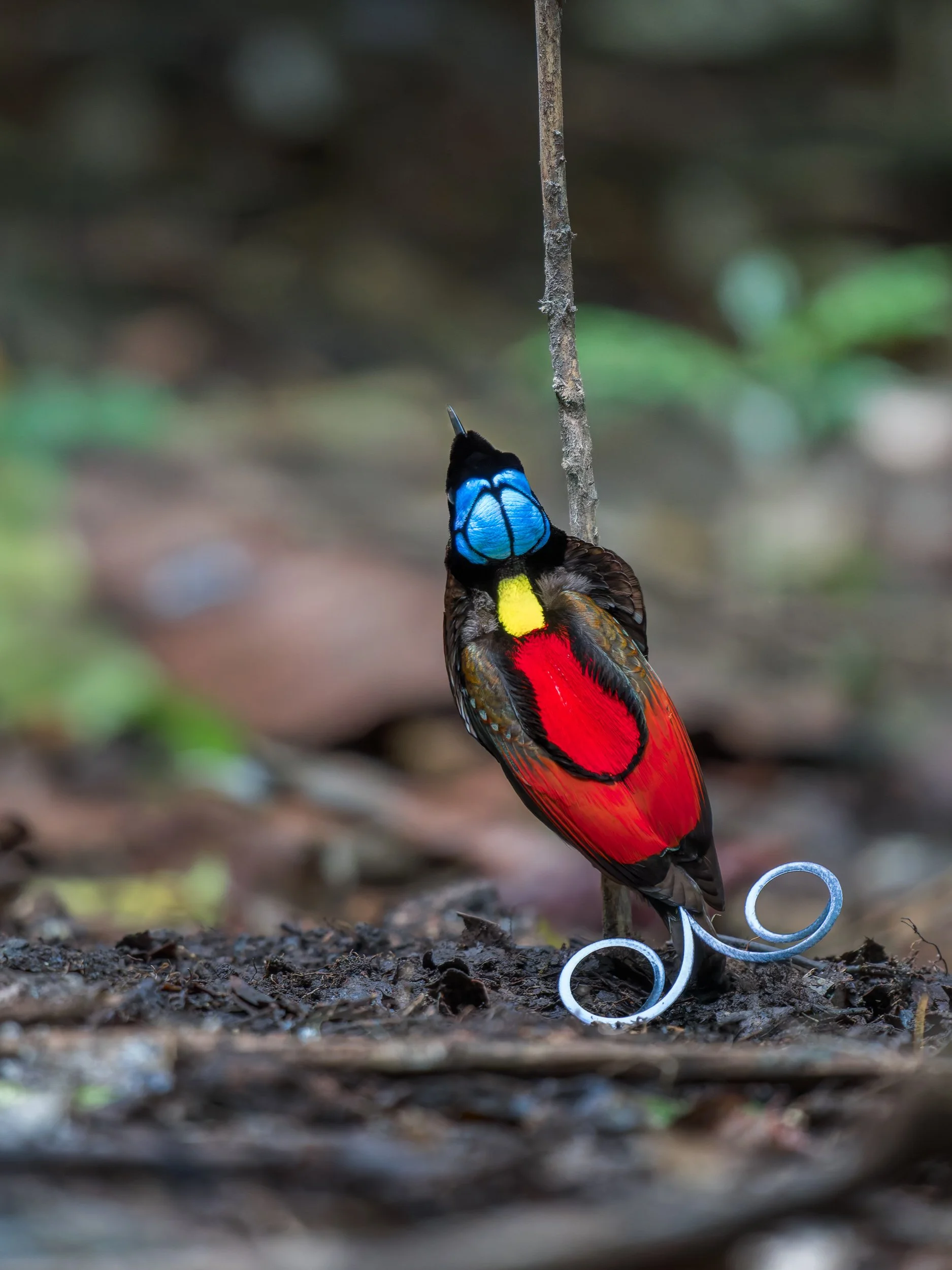 A Performance in the Shadows
Wilson's Bird-of-Paradise, Waigeo – Raja Ampat
Hidden in the dense rainforest of Raja Ampat, the Wilson’s Bird-of-Paradise puts on a dazzling courtship display. With vibrant plumage and meticulous movements, he clears his