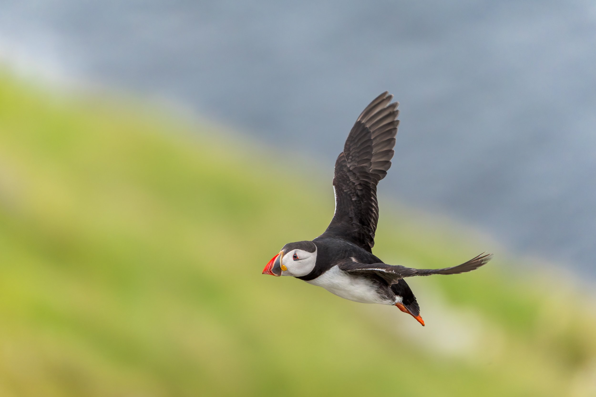 Atlantic Puffin 6983.JPG