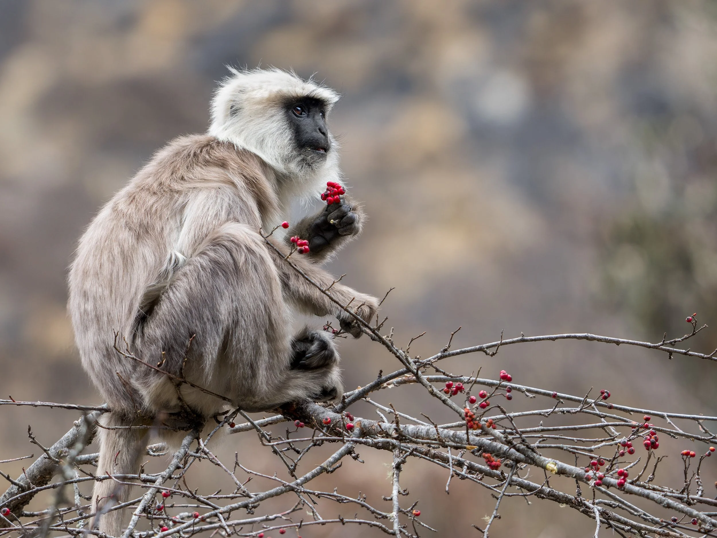 Among Berries and Peaks
Nepal gray langur, Langtang valley – Nepal
High in the Himalayas, a Nepal gray langur delicately plucks wild berries, pausing in quiet focus amid the rugged silence of the mountains. A glimpse of life sustained at the roof of 