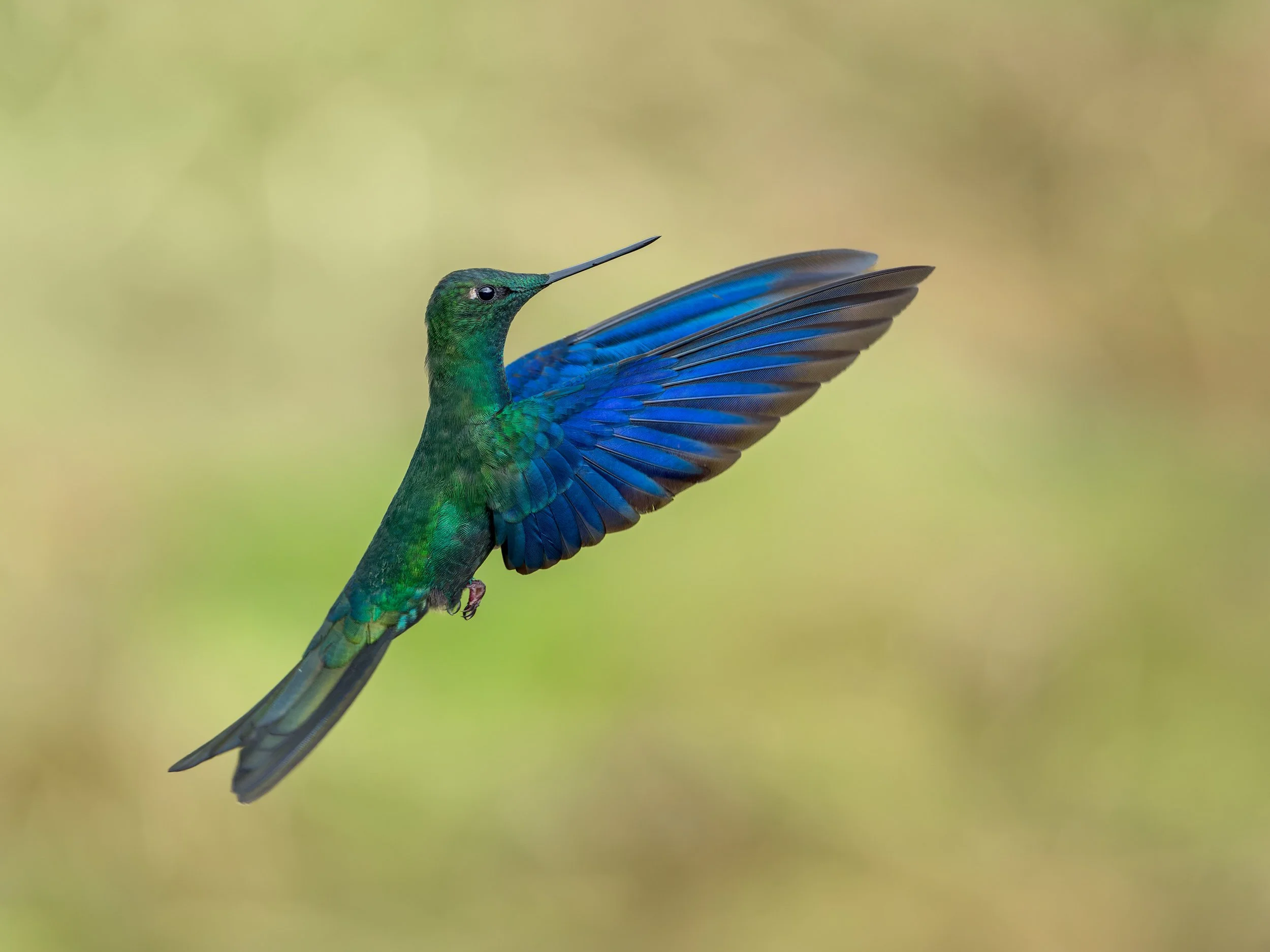 Iridescent Ascent
Great Sapphirewing, Antisana Highlands – Ecuador
In the high Andean páramo near Antisana, this Great Sapphirewing startled us with its sudden flight, hovering close before feeding on wildflowers scattered by the wind. A flash of dee
